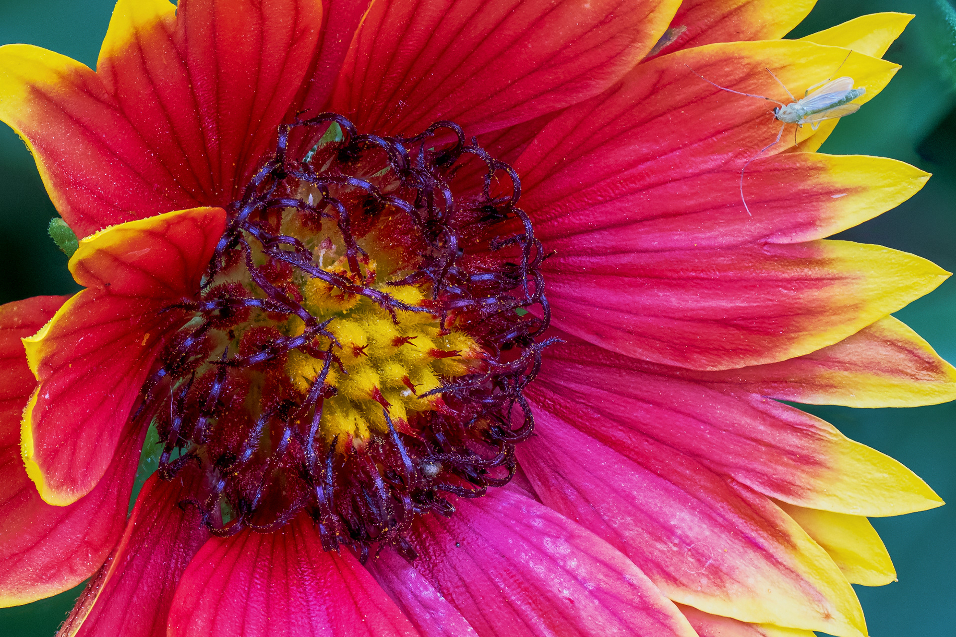 Indian Blanket Macro