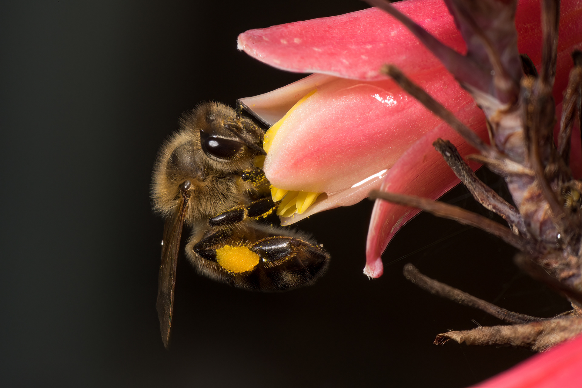 Bee on Yucca Blossom