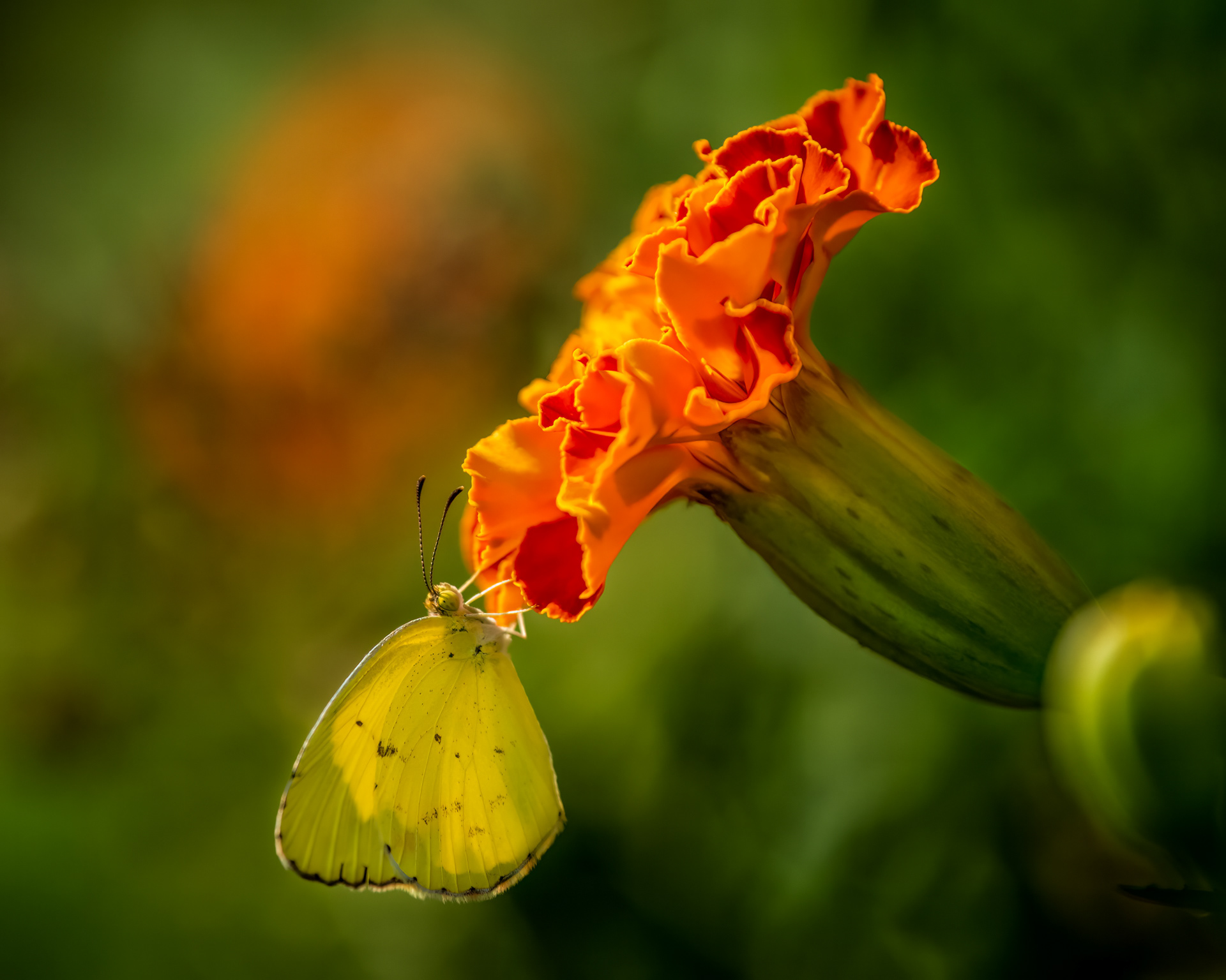 Marigold with Sulfur