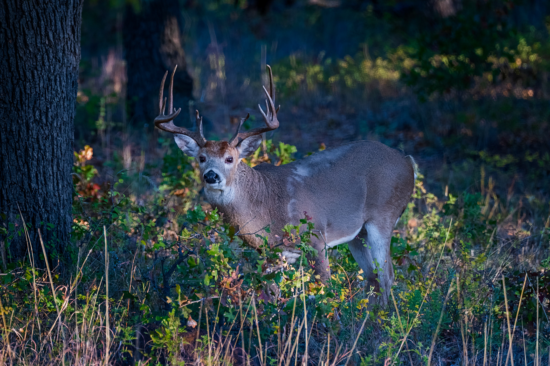 Buck Deer - Battle Scarred