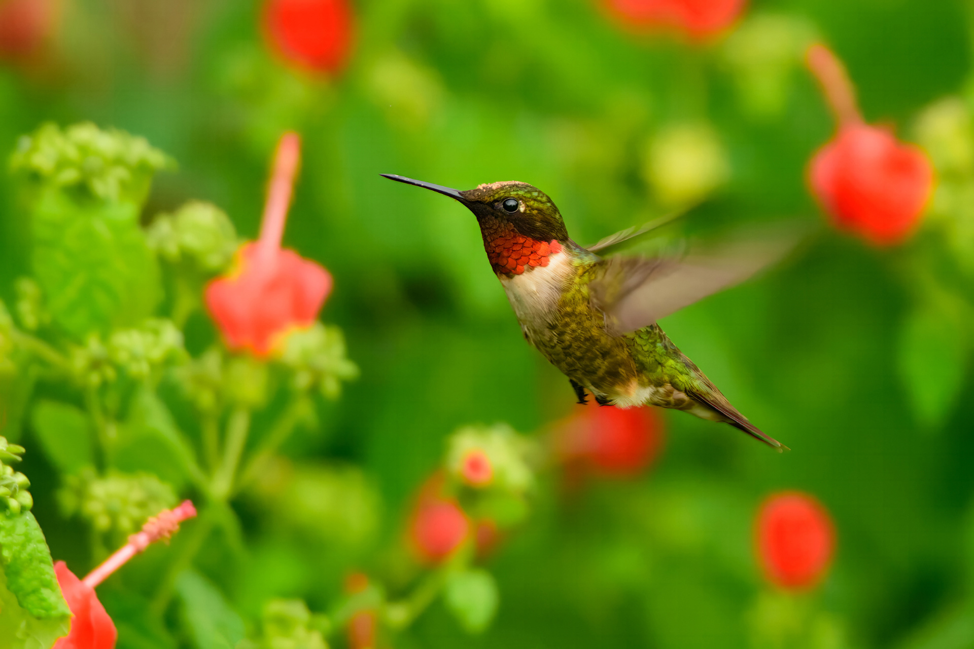 Hummingbird in Turks Cap 2