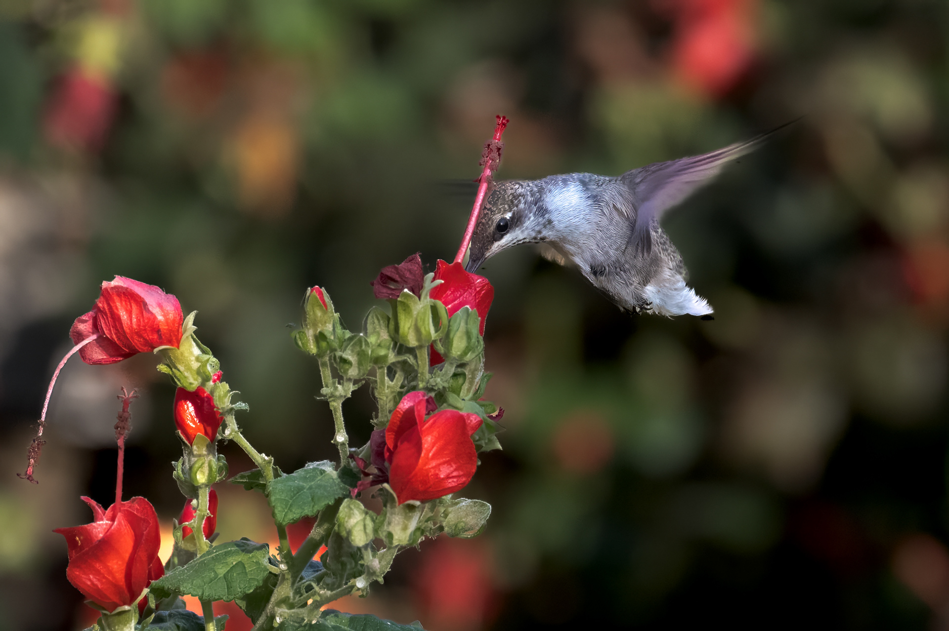 Hummingbird in Turks Cap