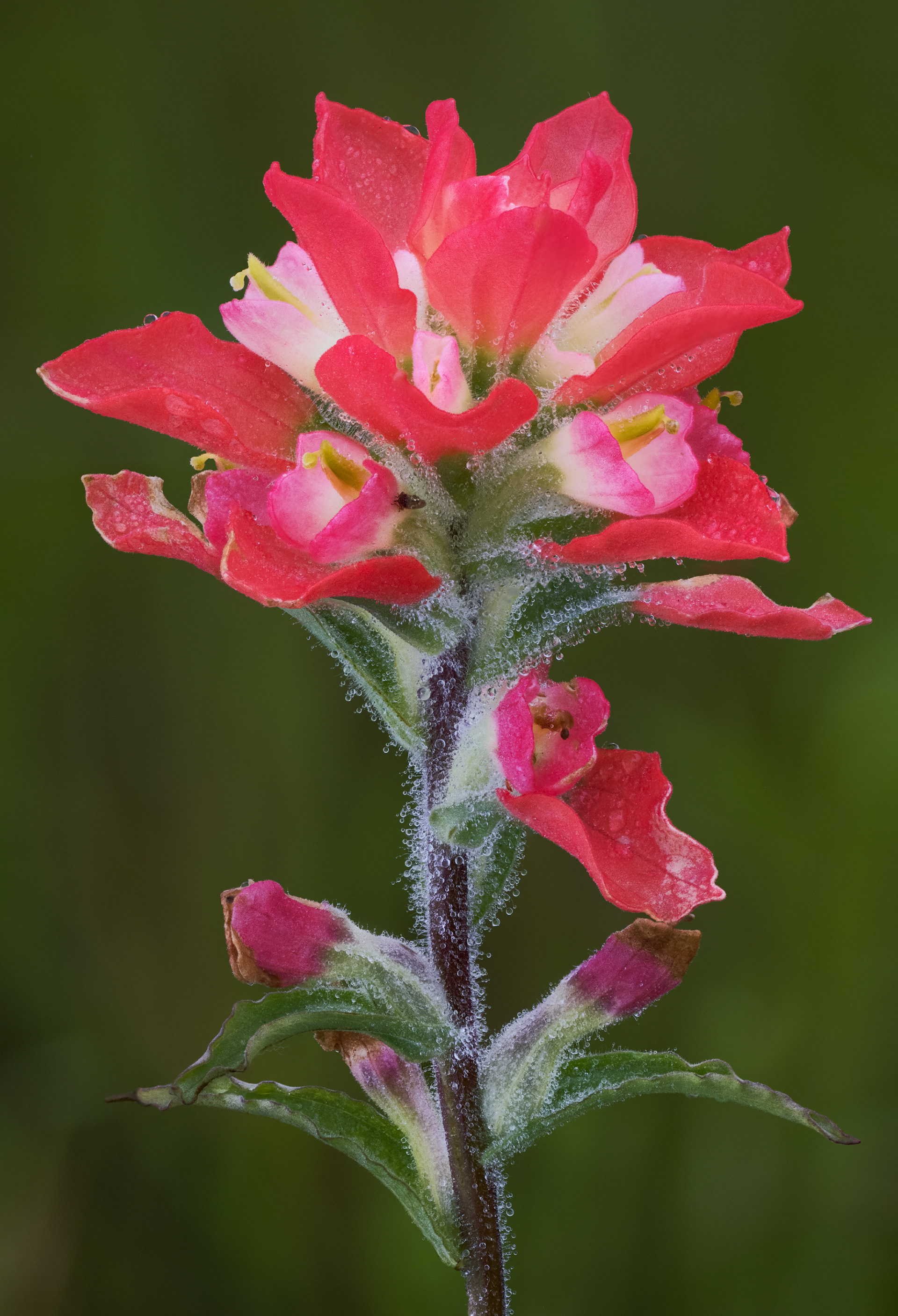 Indian Paintbrush in Mist