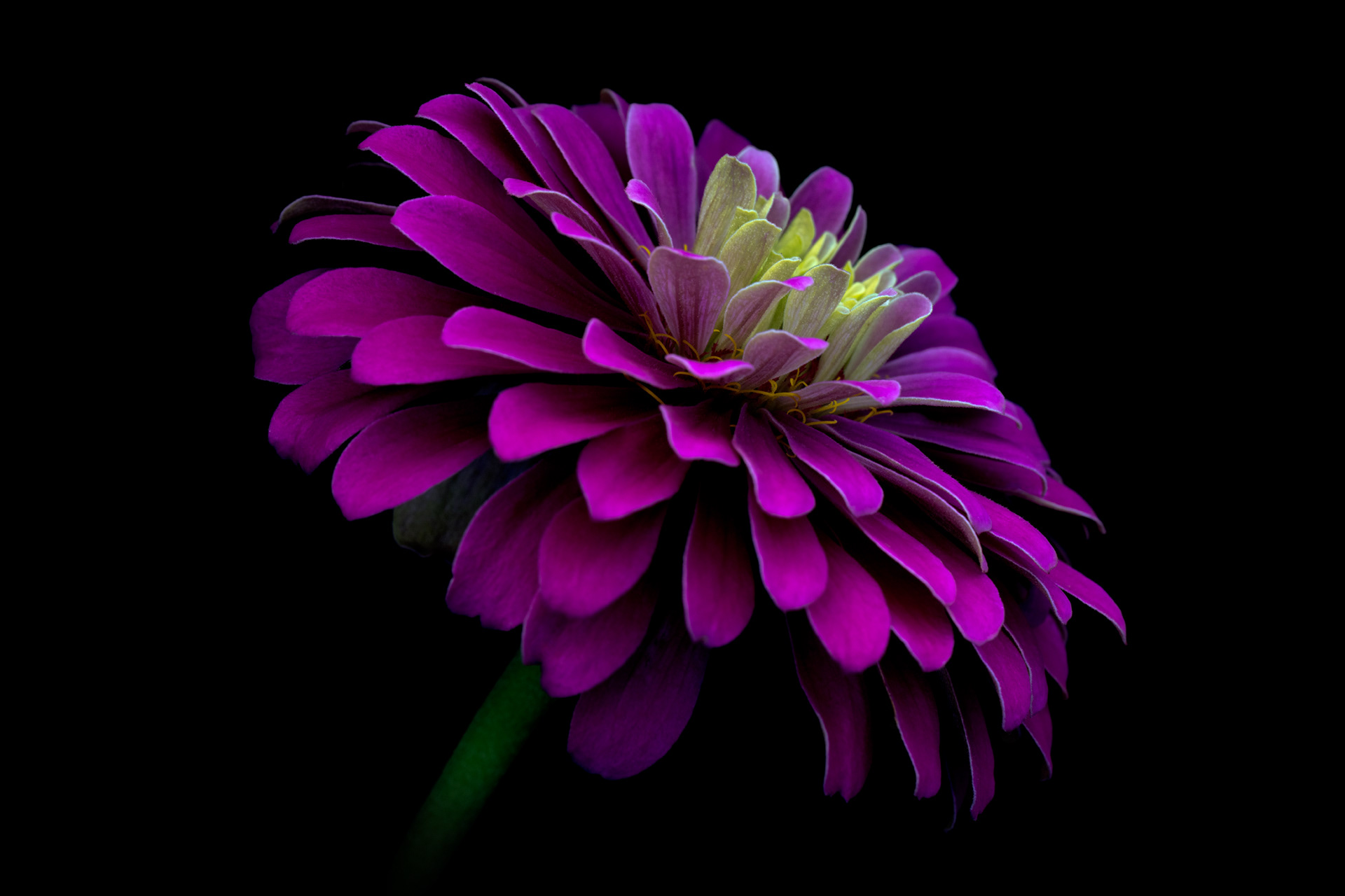 Zinnia