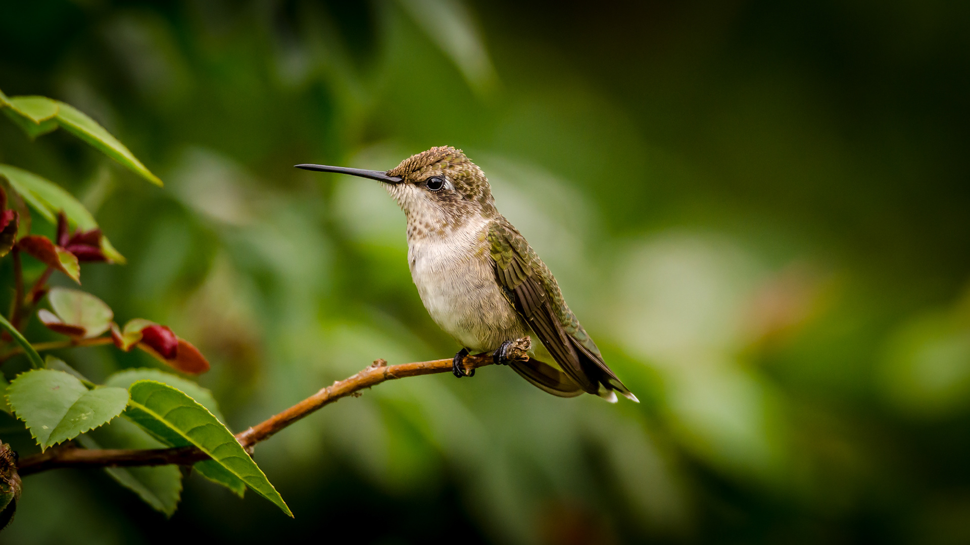 Hummingbird Resting