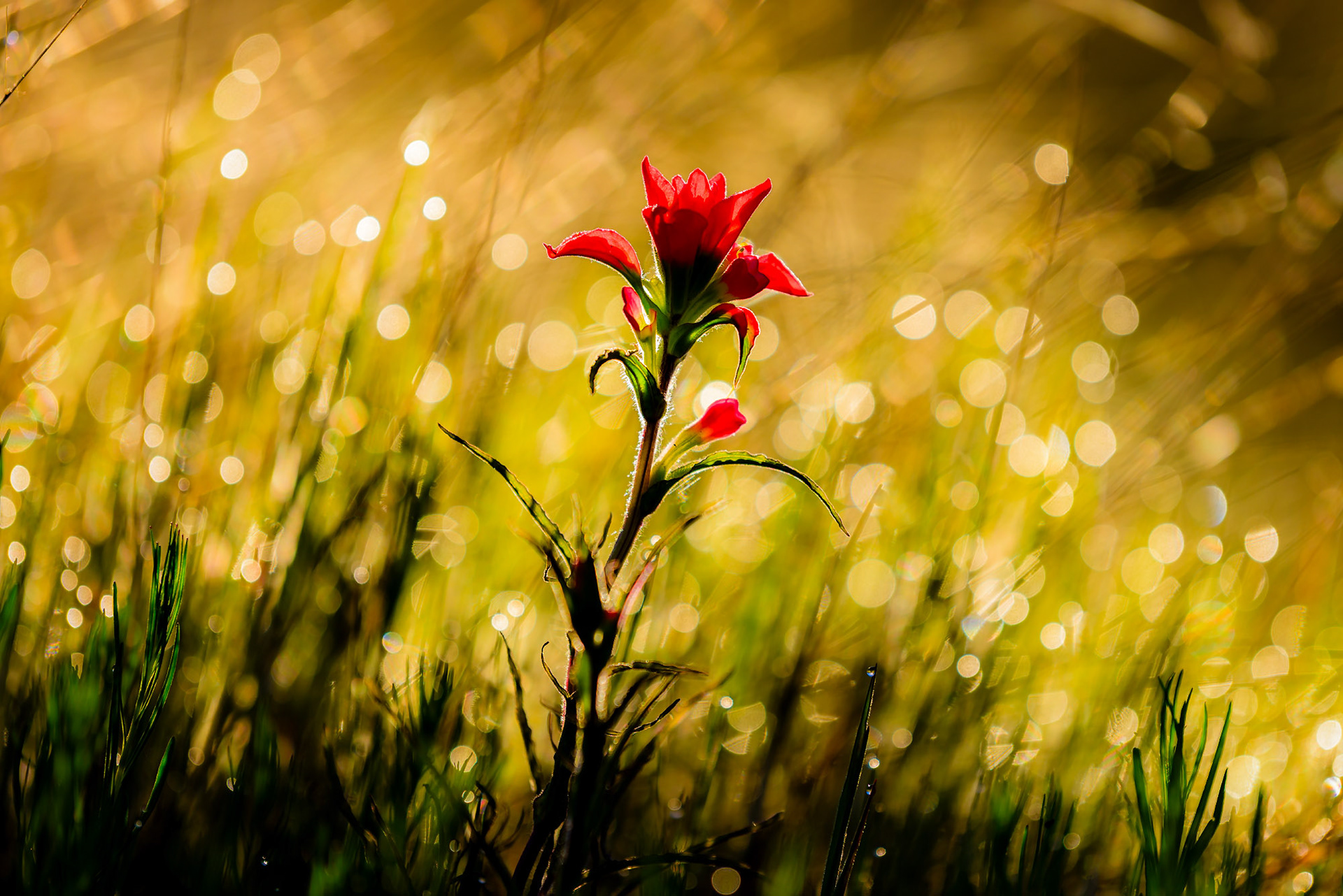 Indian Paintbrush in Morning Dew