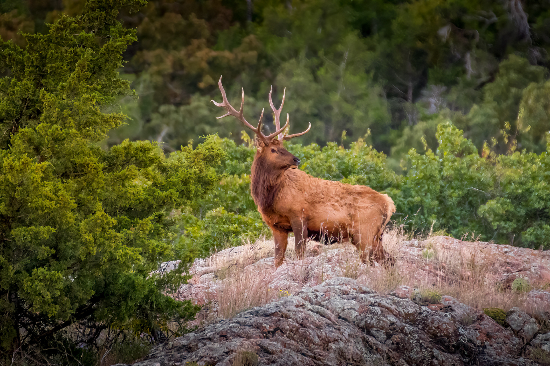 Elk