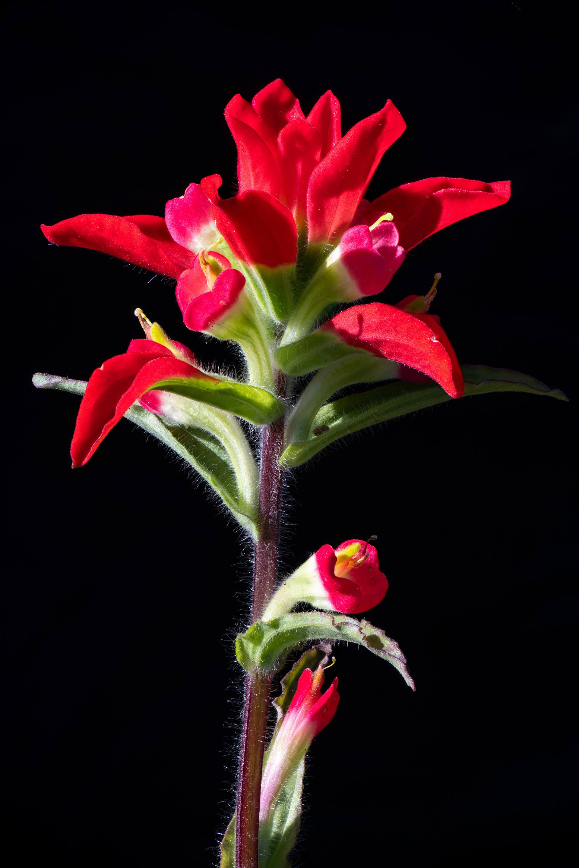 Indian Paintbrush