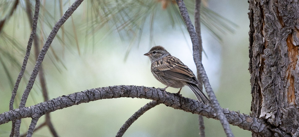 Western Wood-Pewee