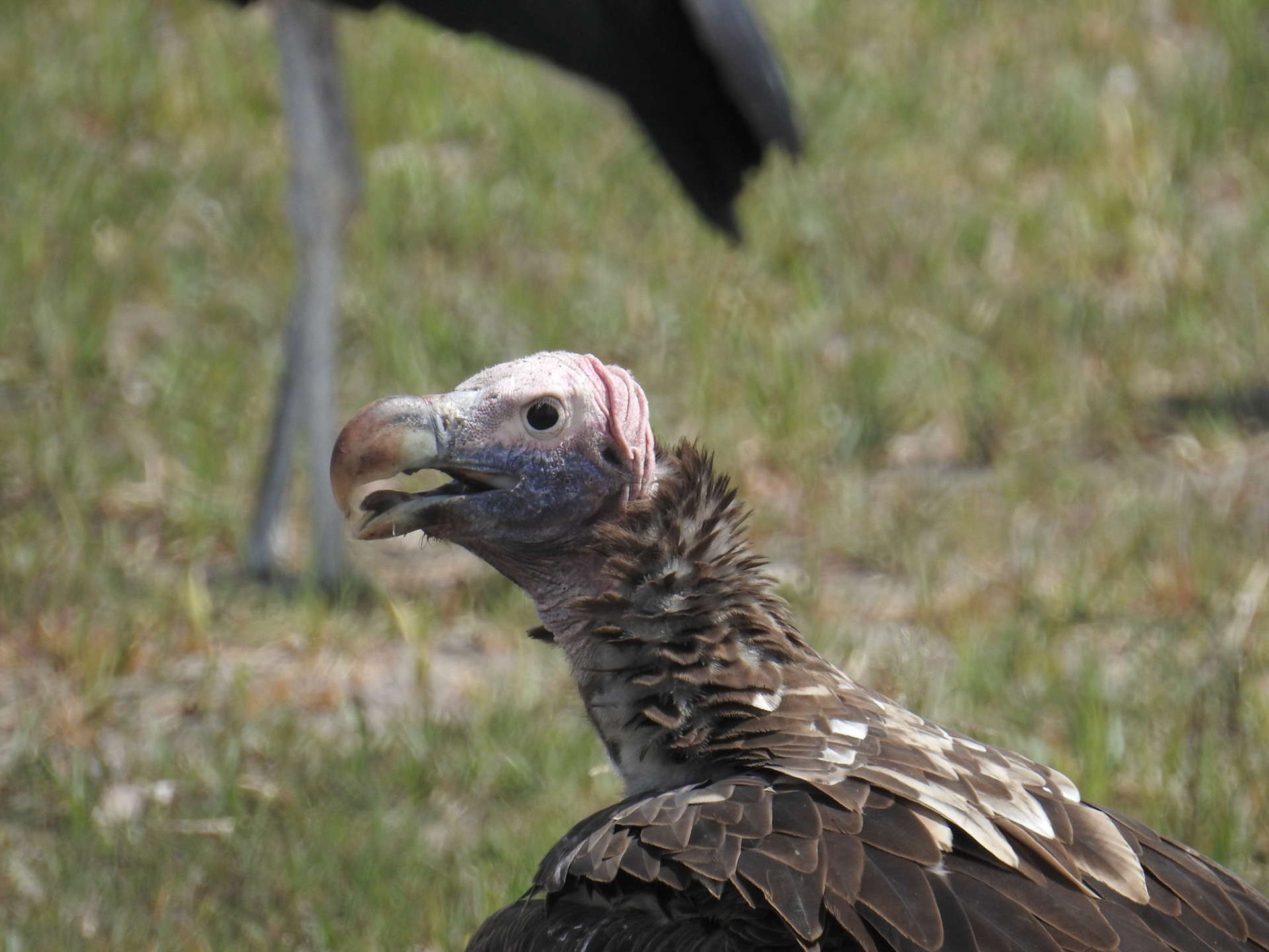 Lappet-faced Vulture