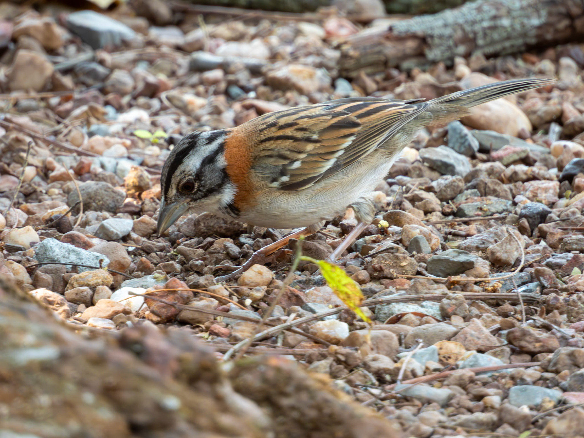 Rufous-collared Sparrow