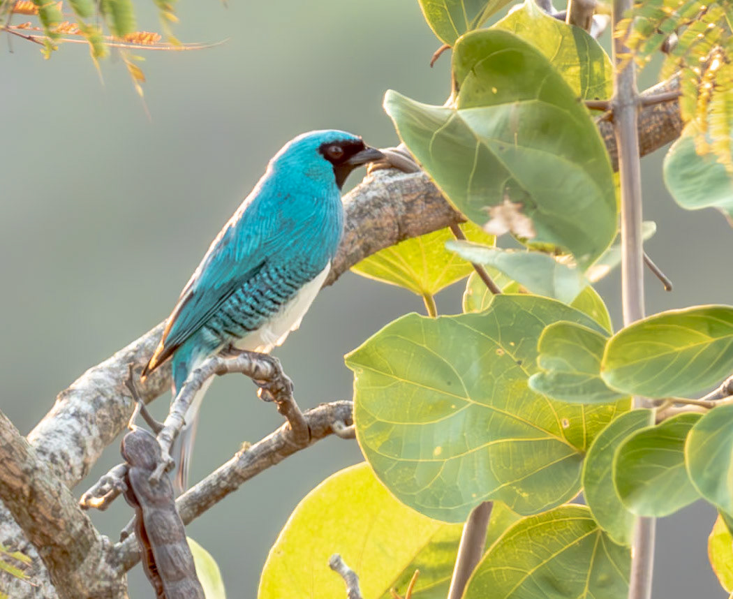 Swallow Tanager