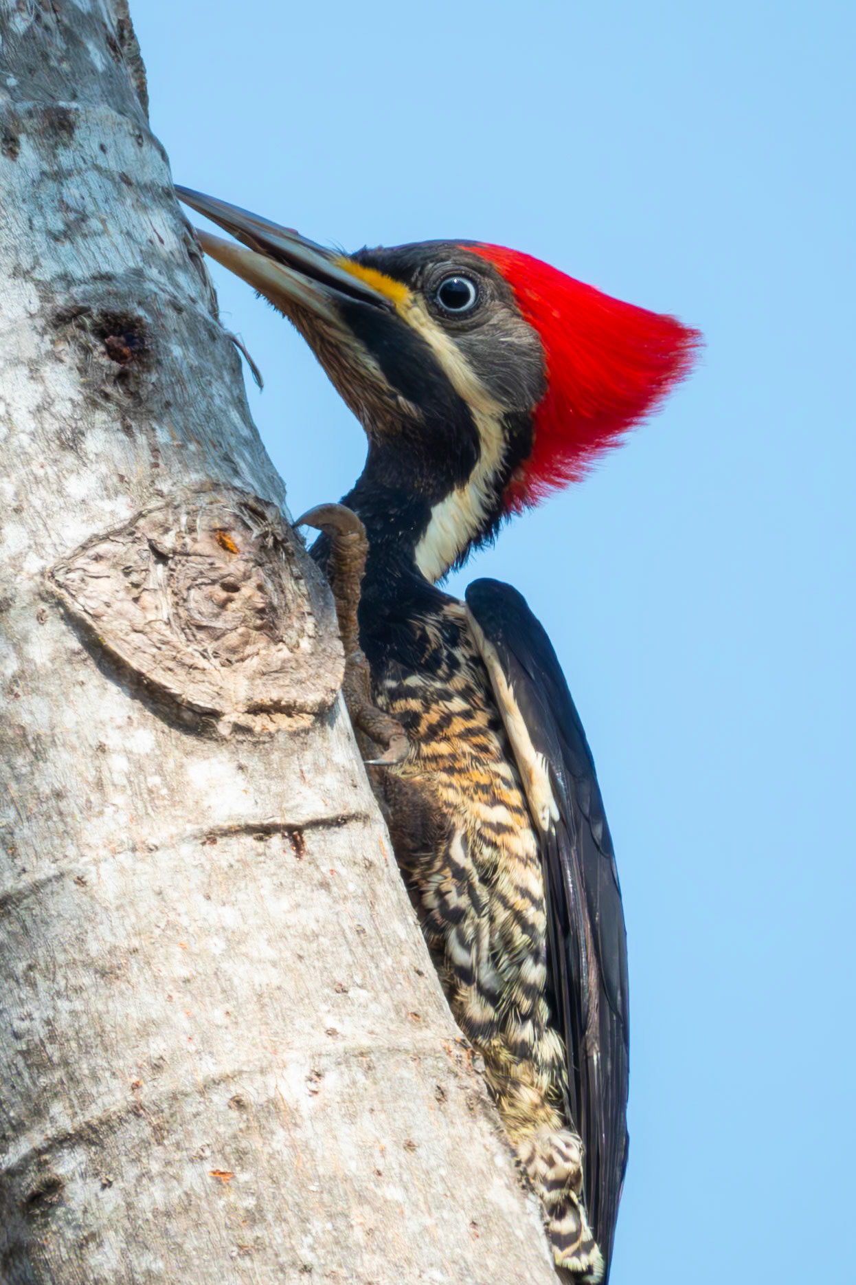 Crimson-crested Woodpecker