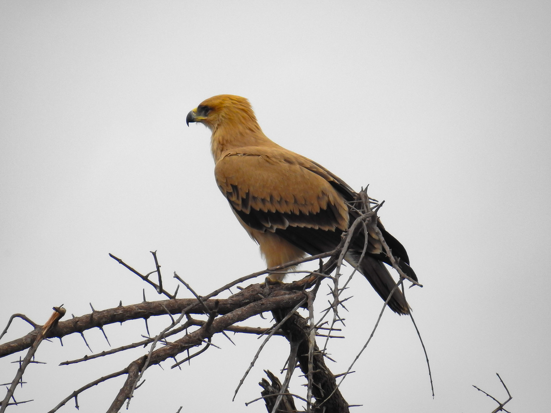Tawny Eagle Pale Morph