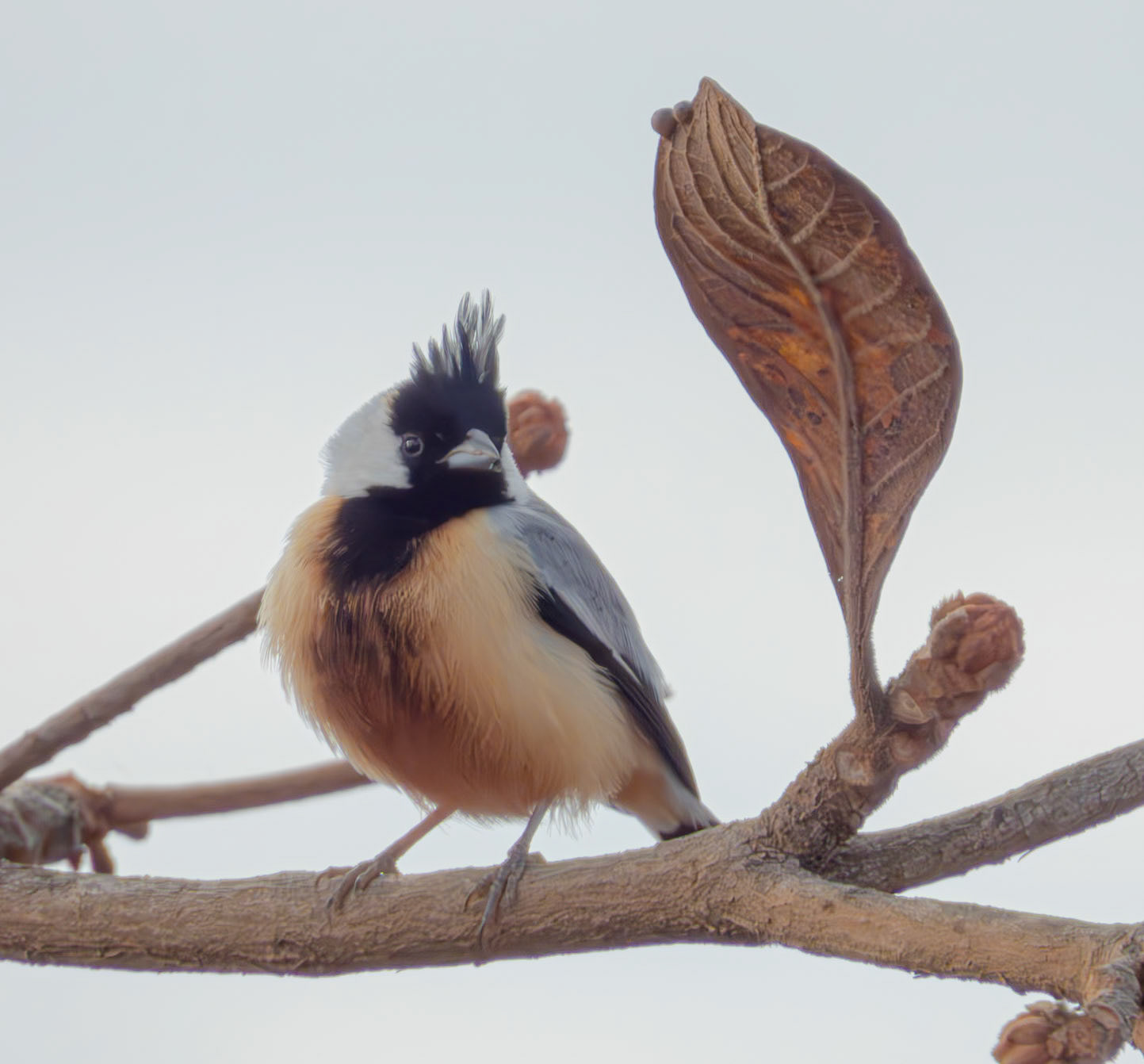 Coal-crested Finch