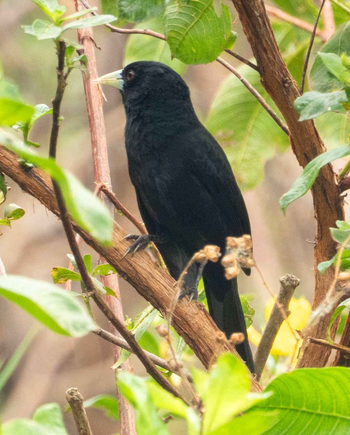 Solitary Black Cacique