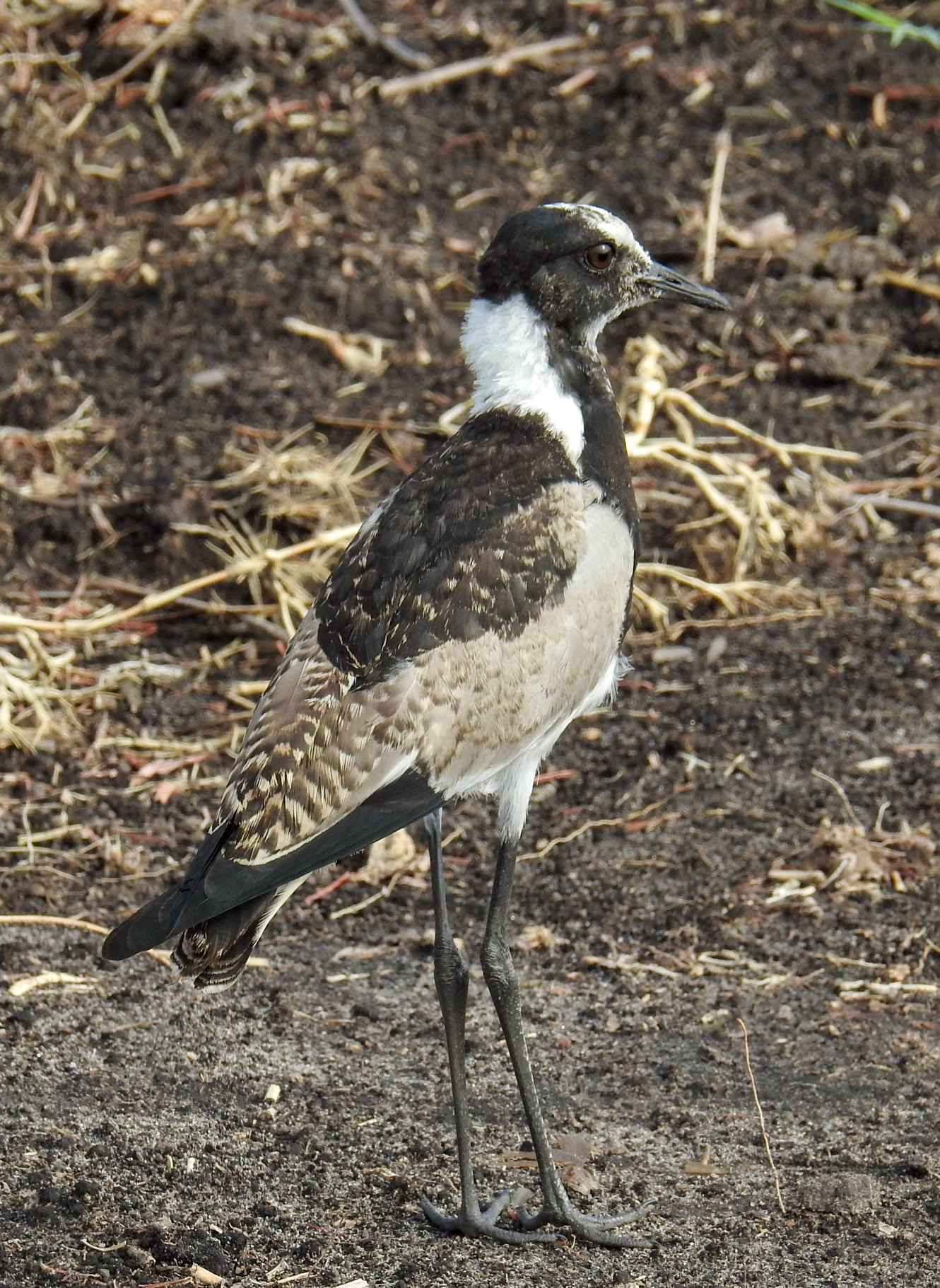 Blacksmith Lapwing