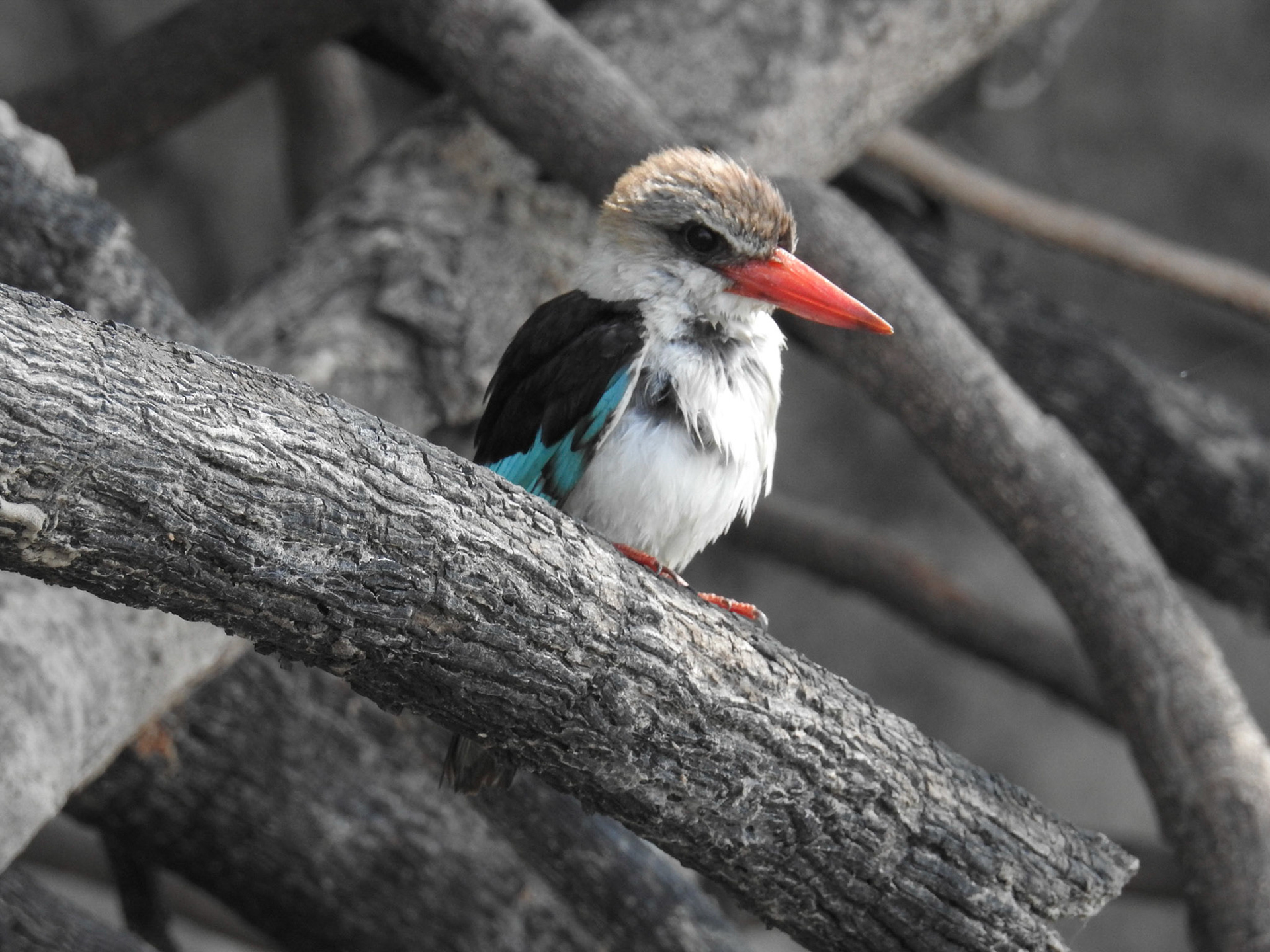 Brown-Hooded Kingfisher