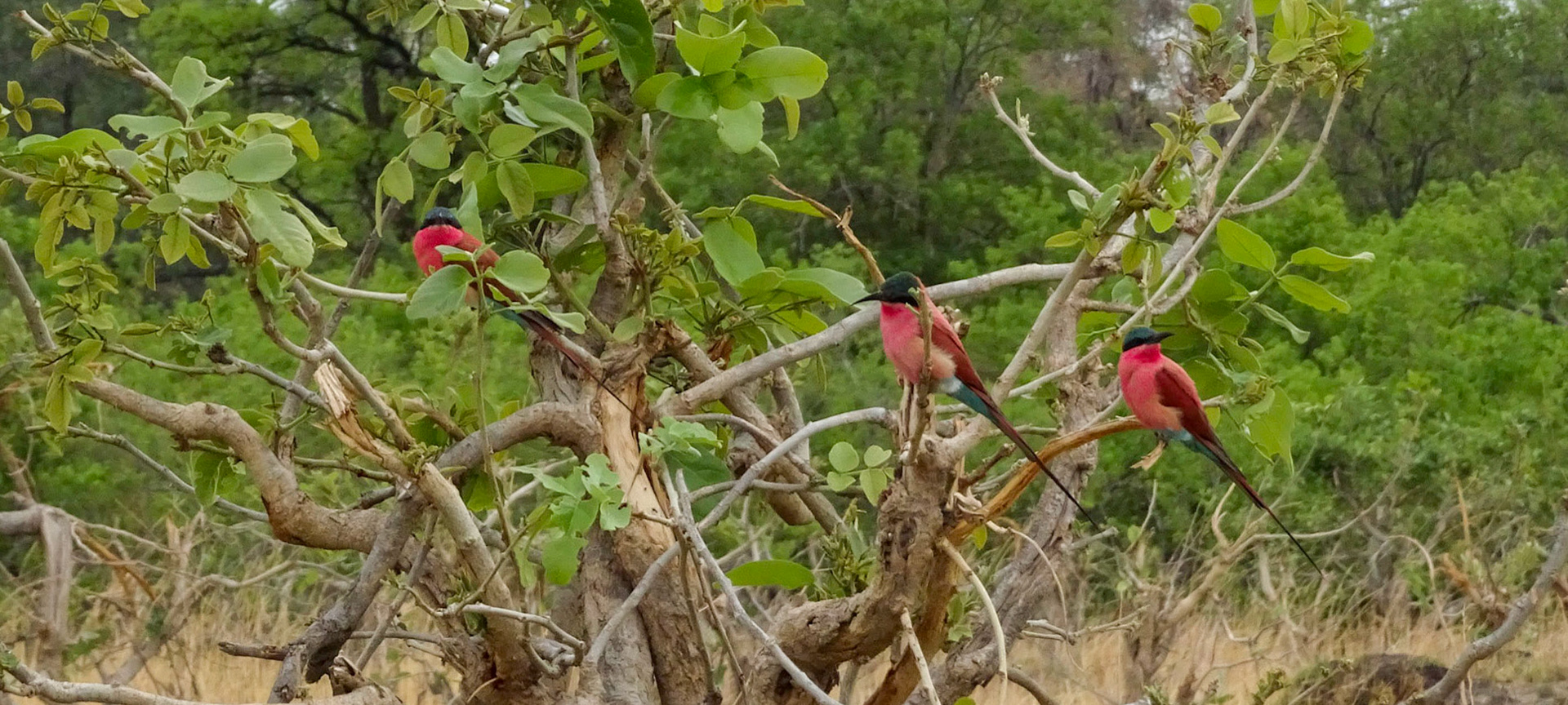 Carmine Bee-Eaters