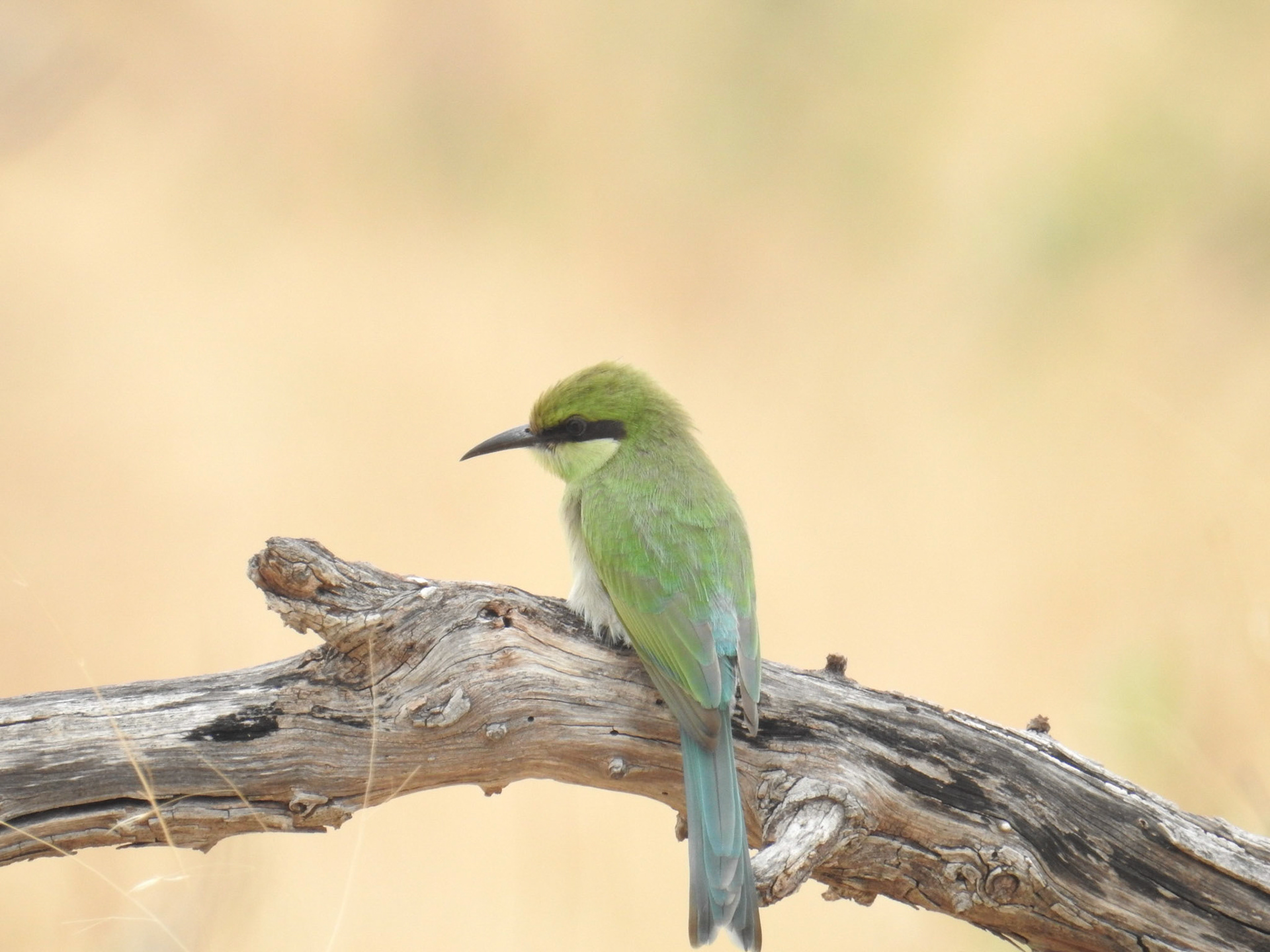 Swallow-Tailed Bee Eater