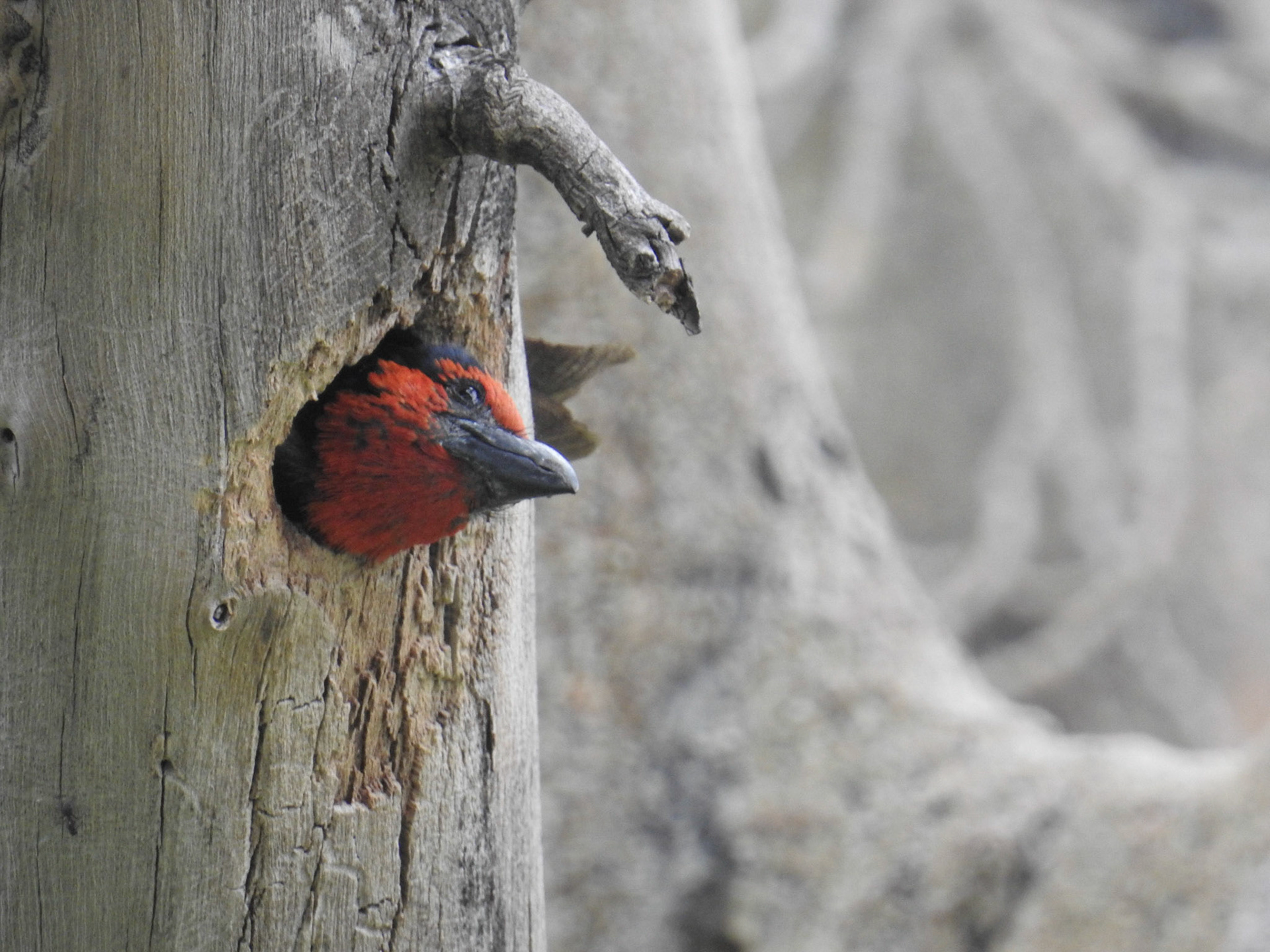 Black-Collared Barbet