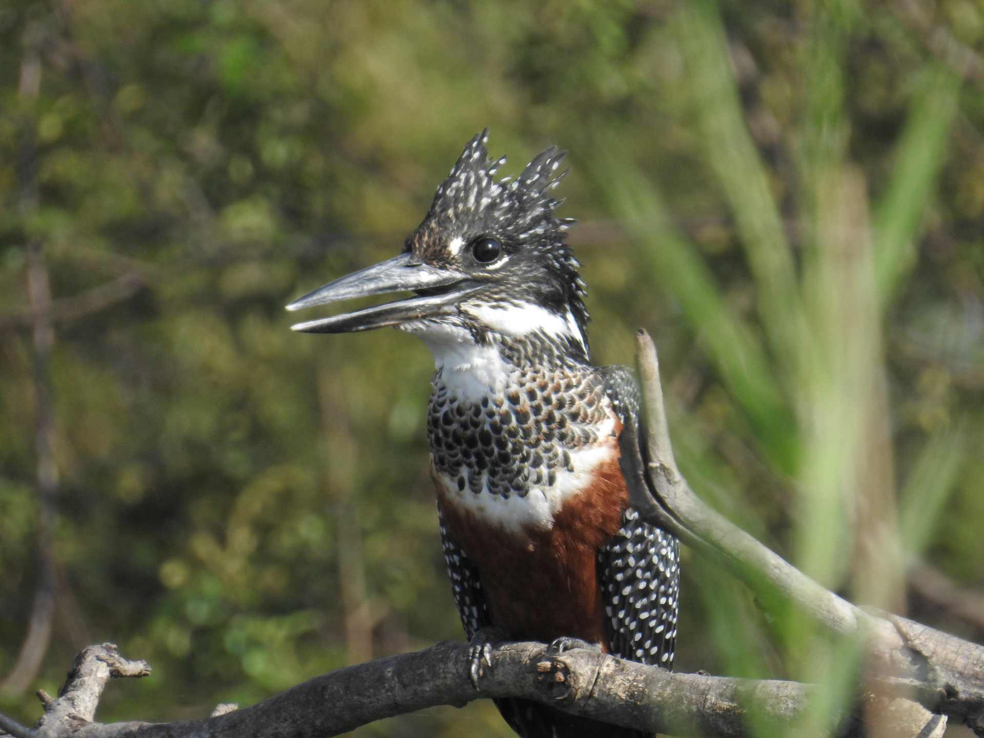 Giant Kingfisher