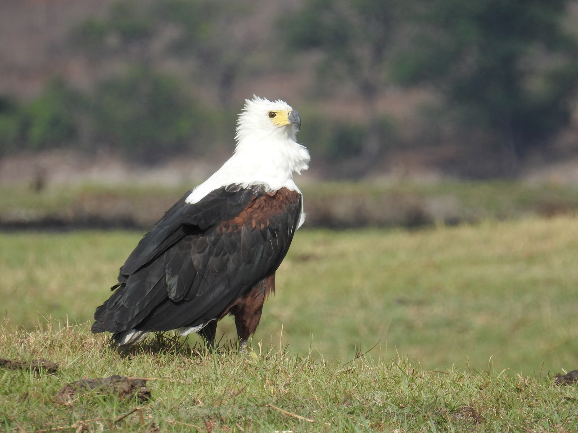 African Fish Eagle