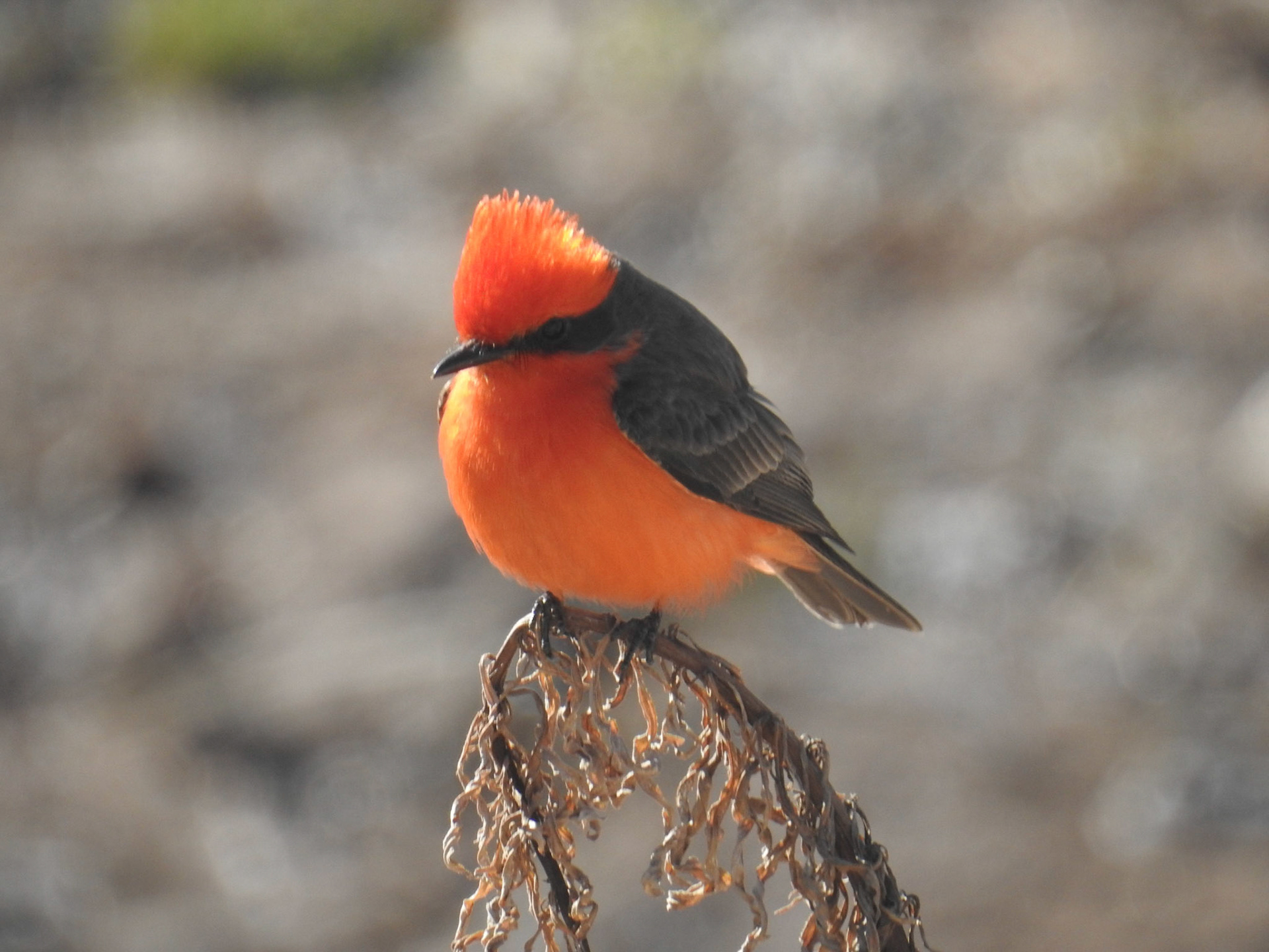 Vermillion Fly-catcher