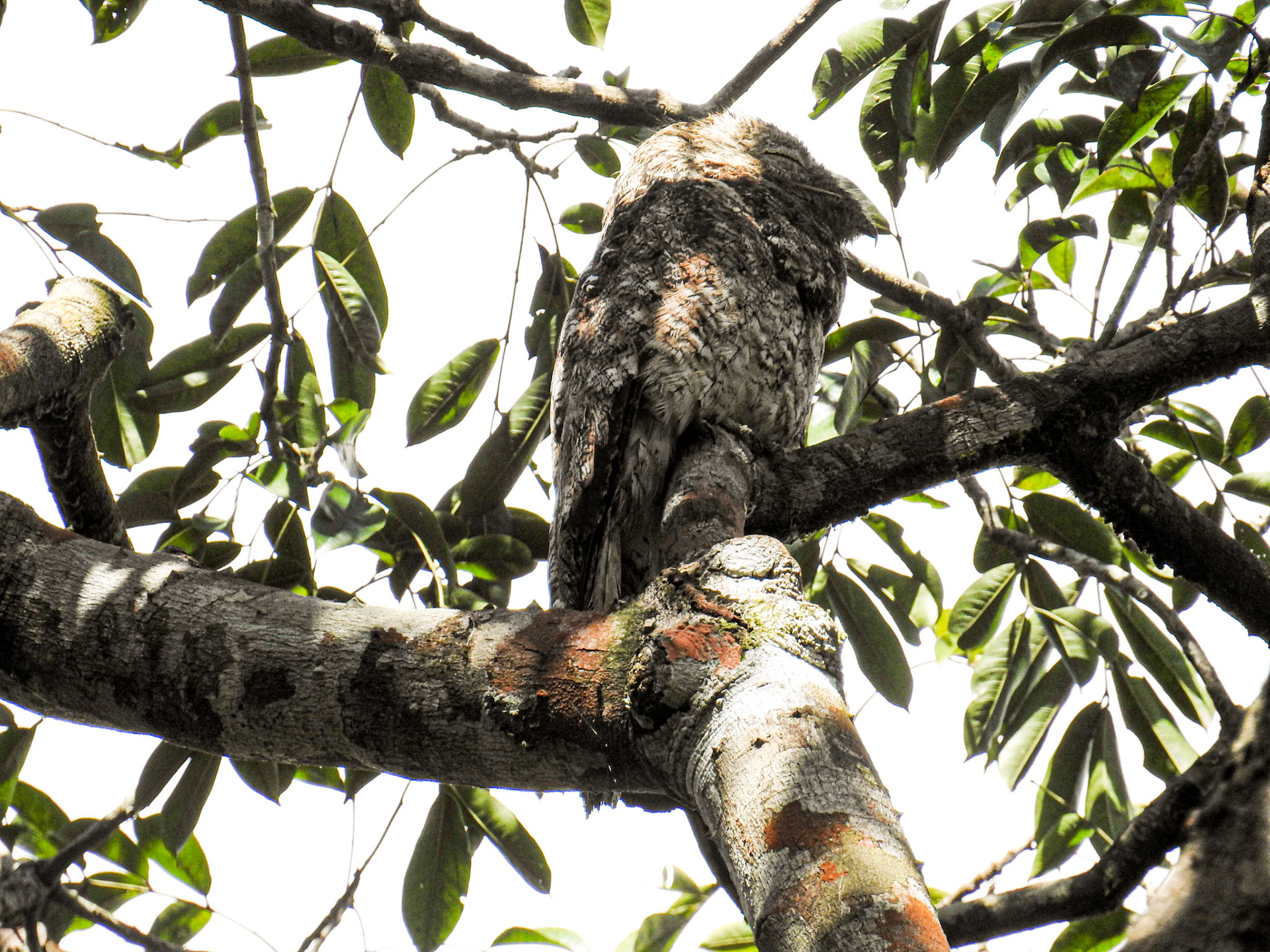 Great Potoo