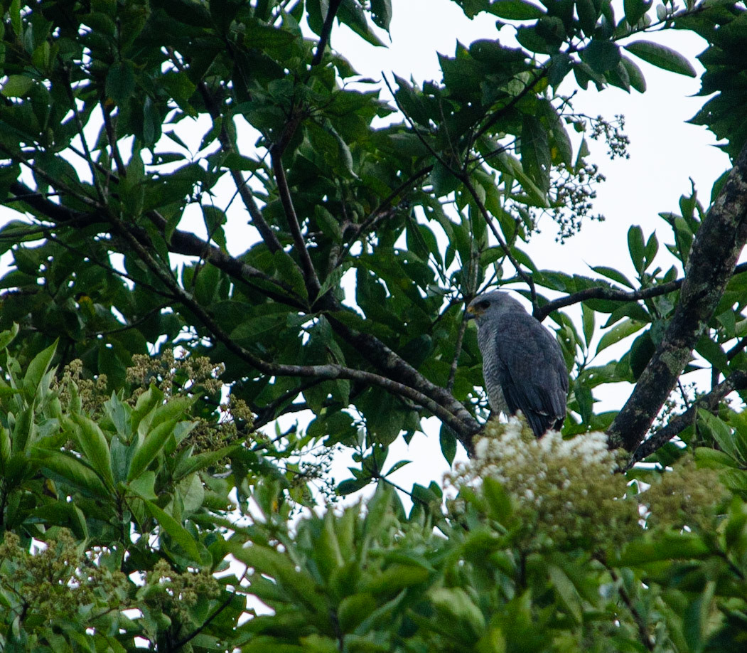 Grey Hawk