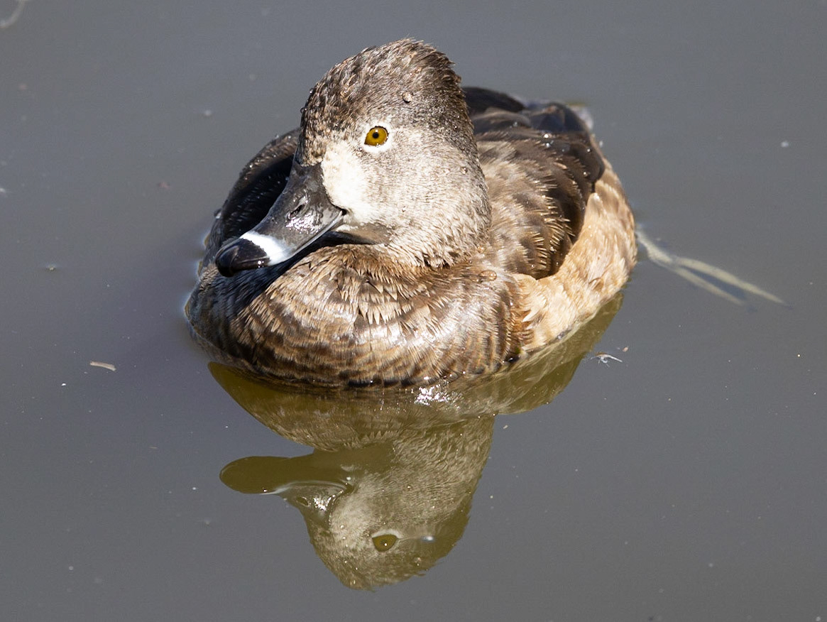 Ring-Necked Duck (F)