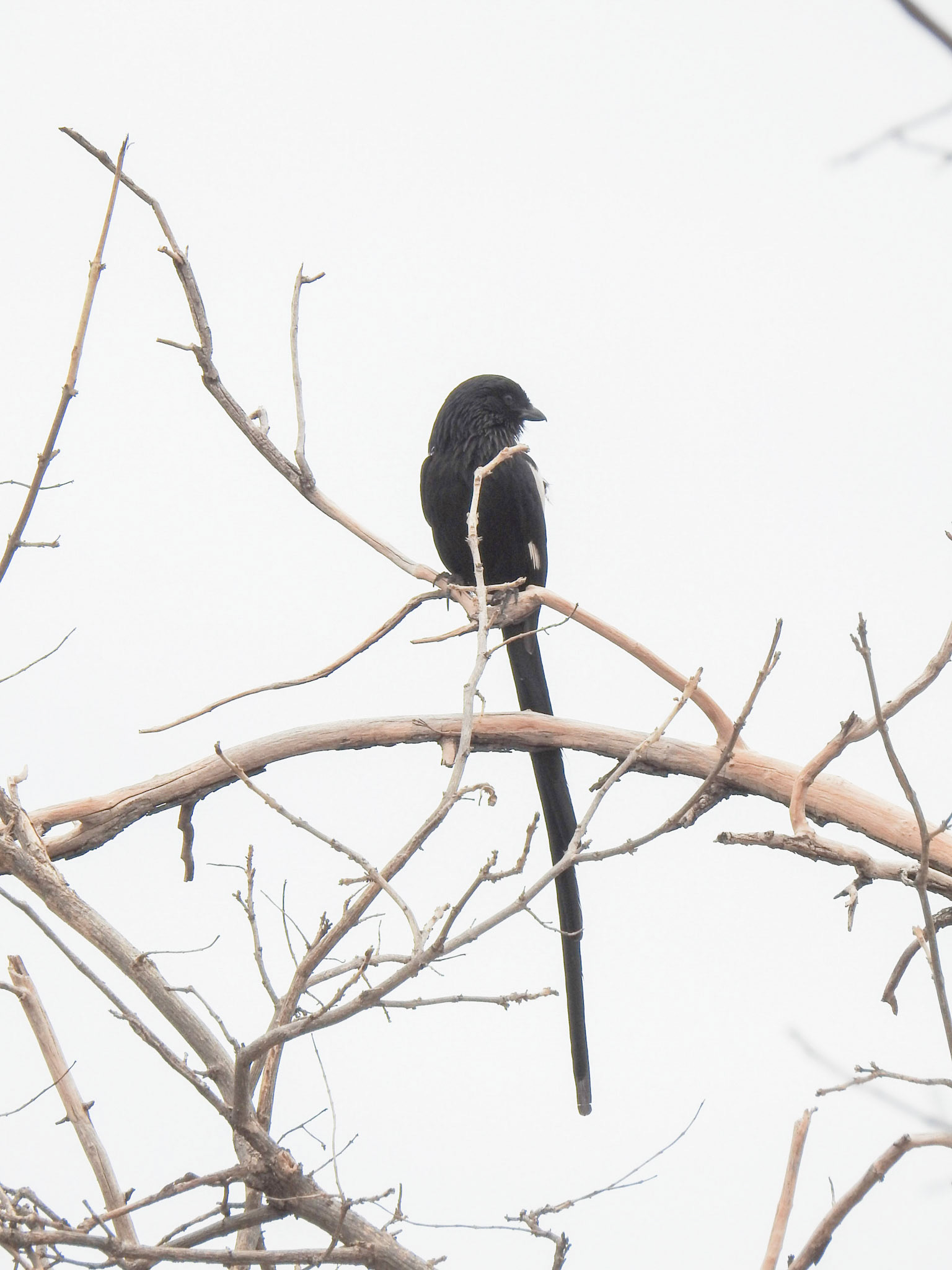 Magpie Shrike