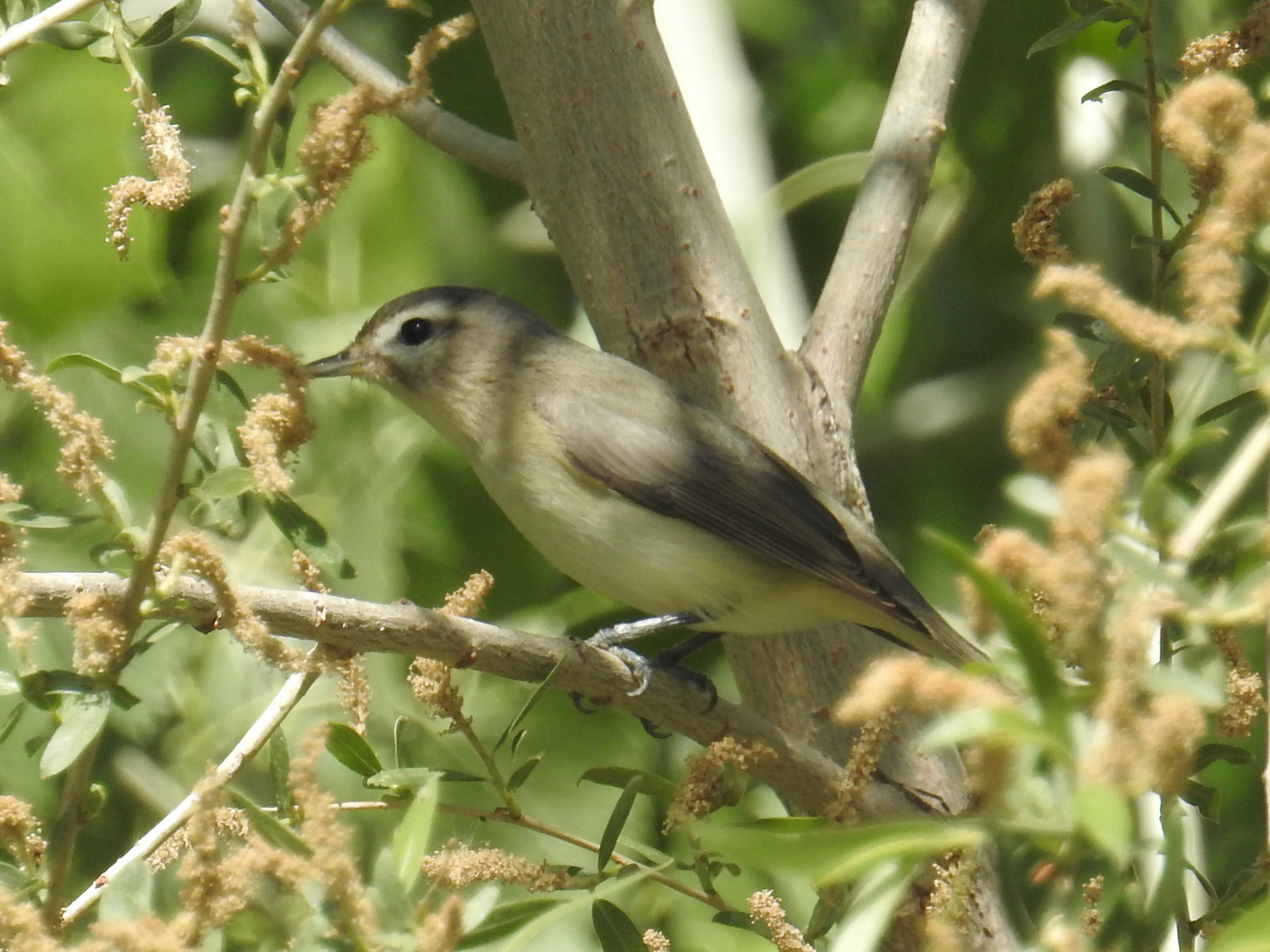 Warbling Vireo