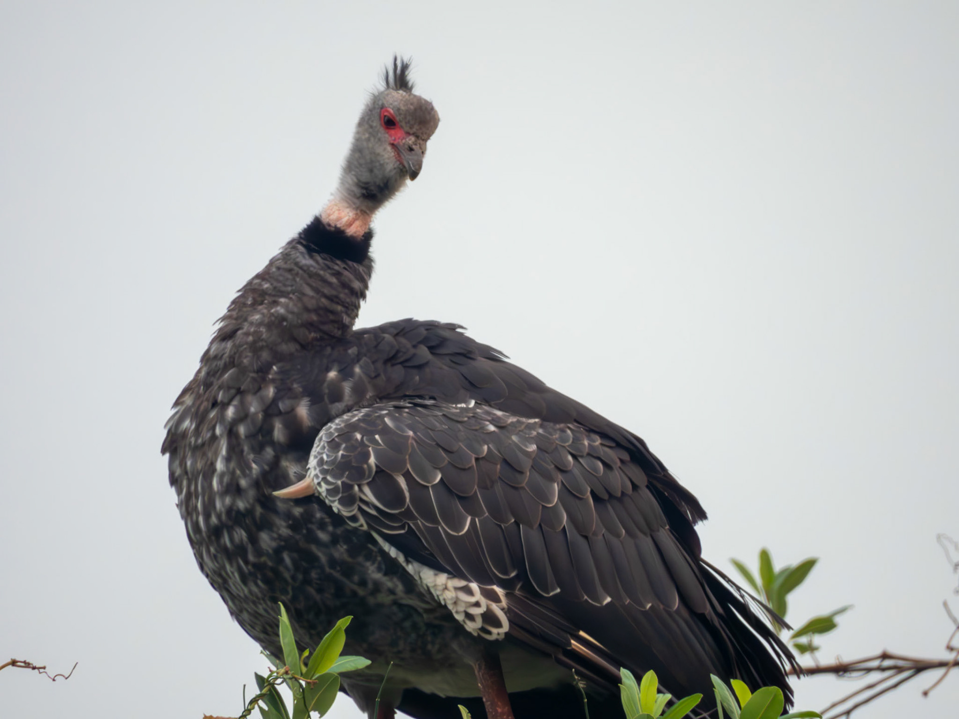 Southern Screamer
