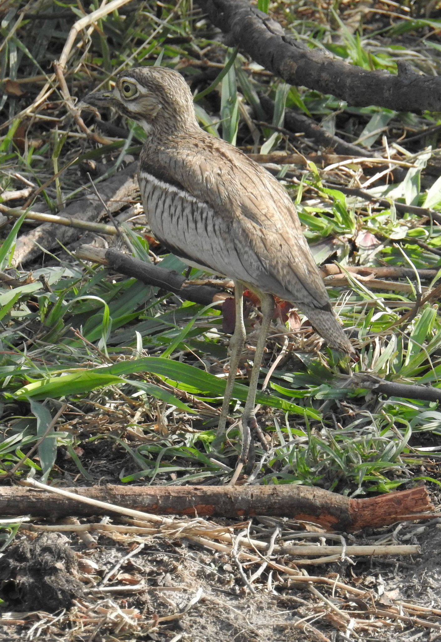 Water Thick-knee