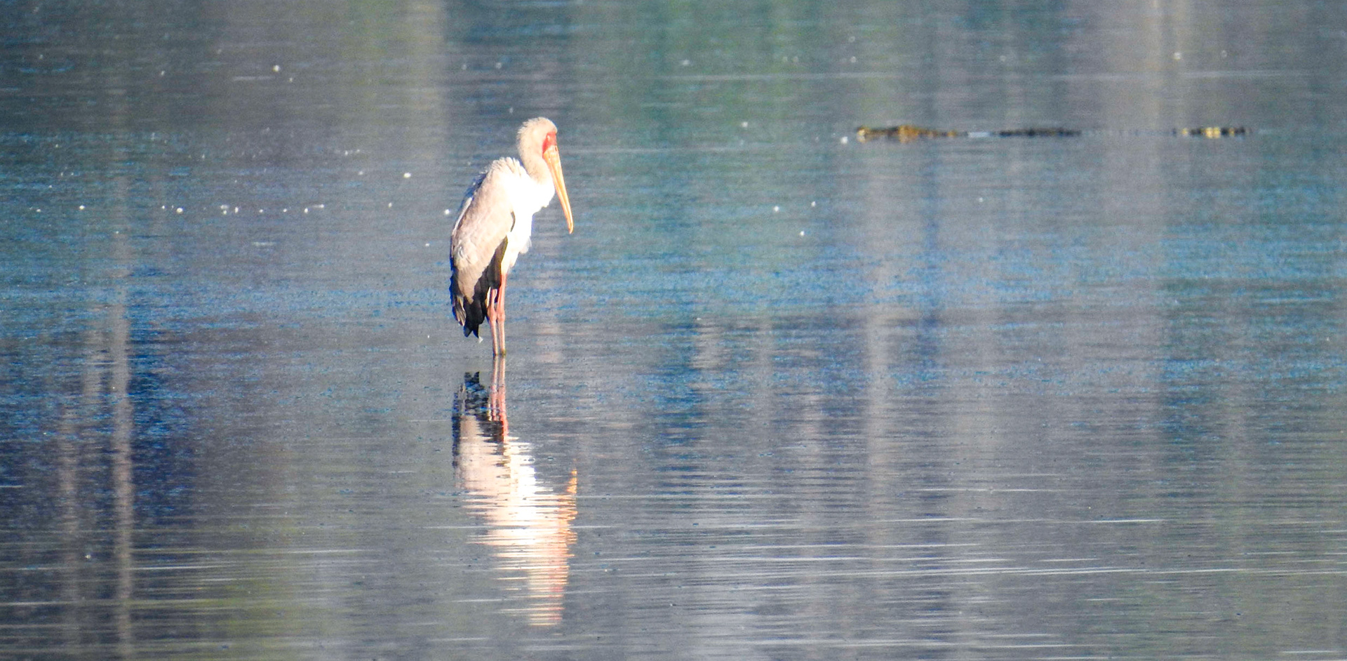 Yellow-Billed Stork