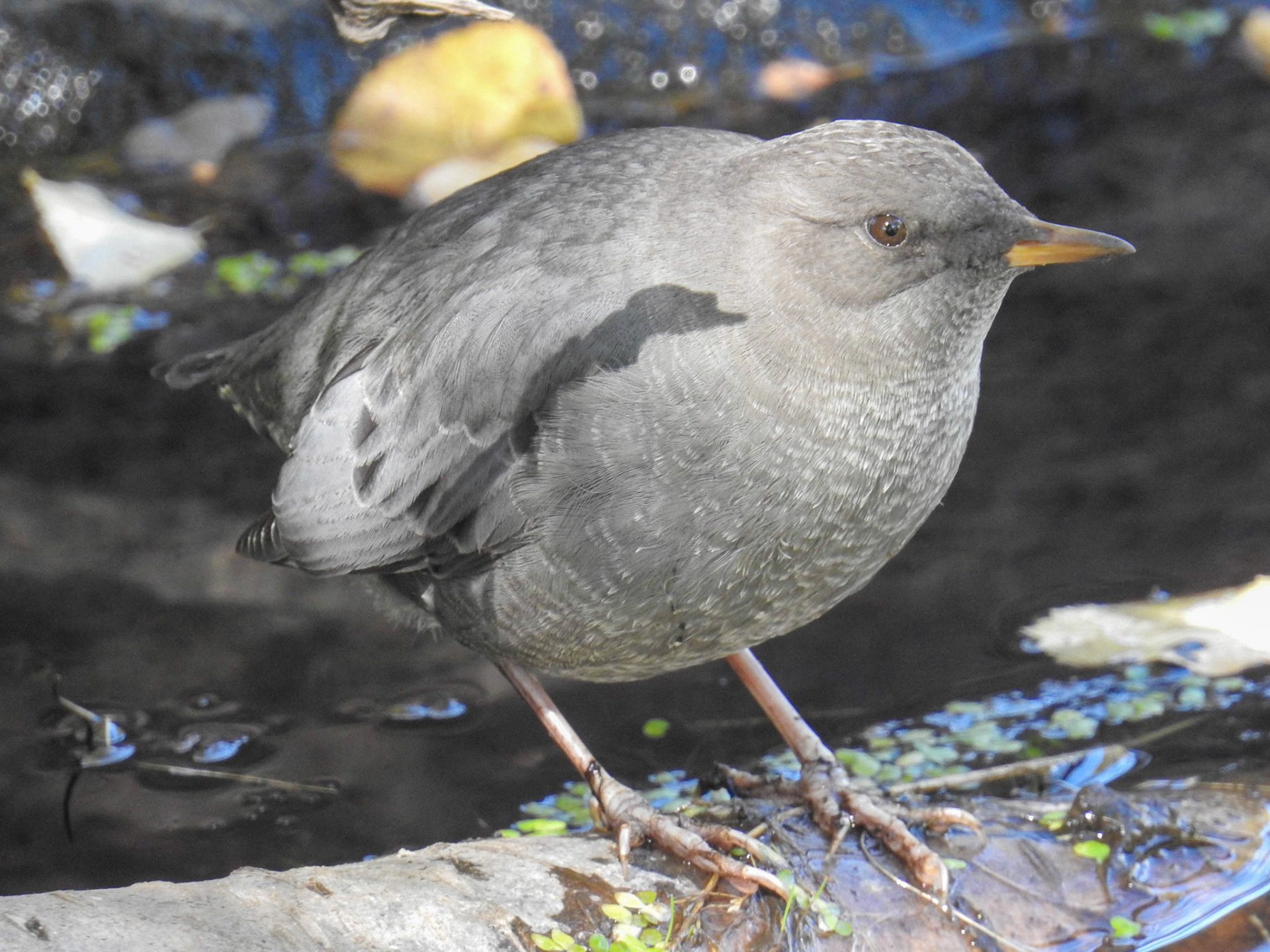 American Dipper