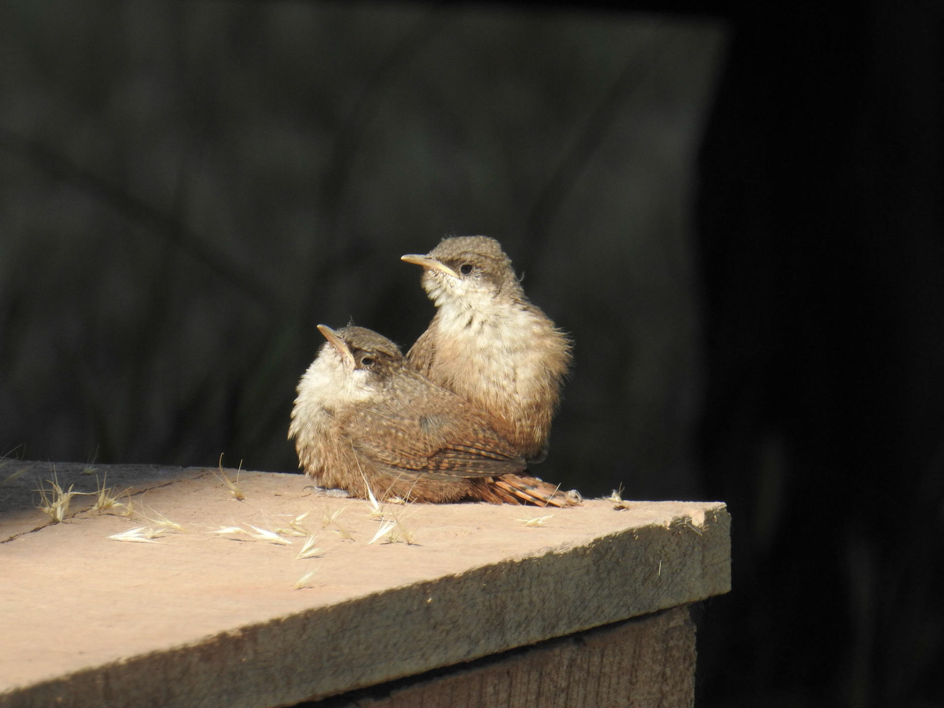 Canyon Wren (Fledglings)