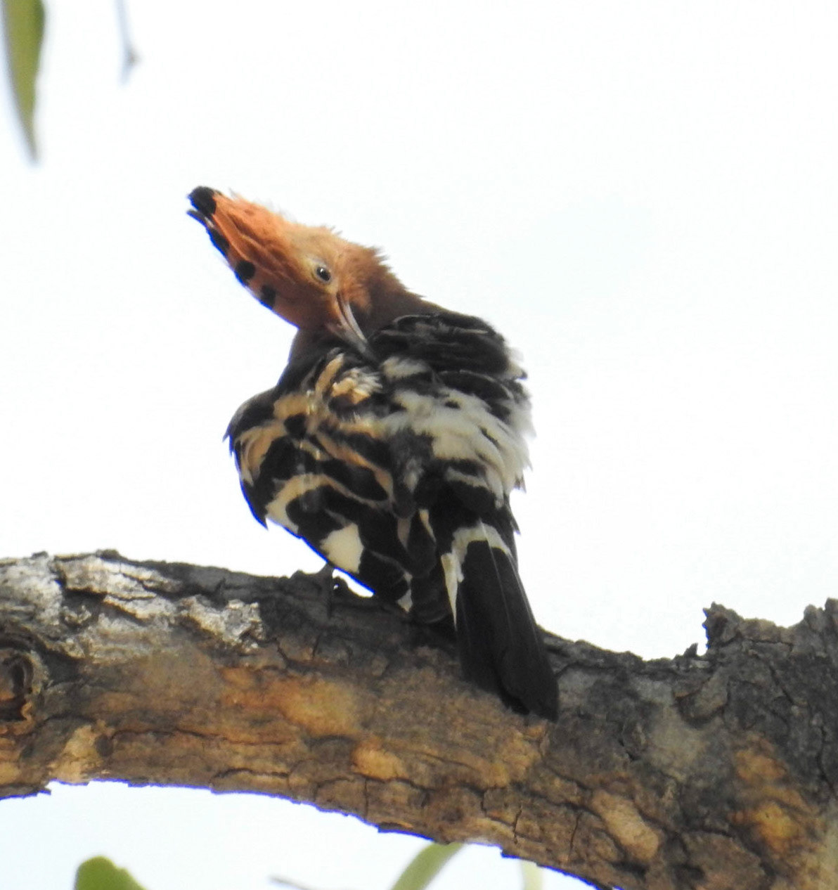 African Hoopoe