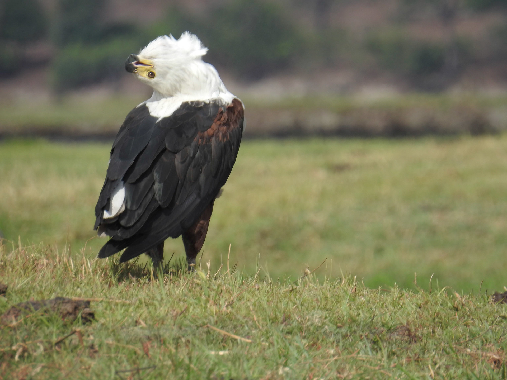 African Fish Eagle