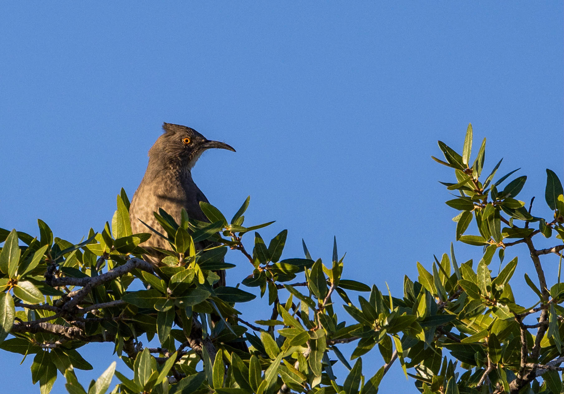 Curved-Billed Thrasher
