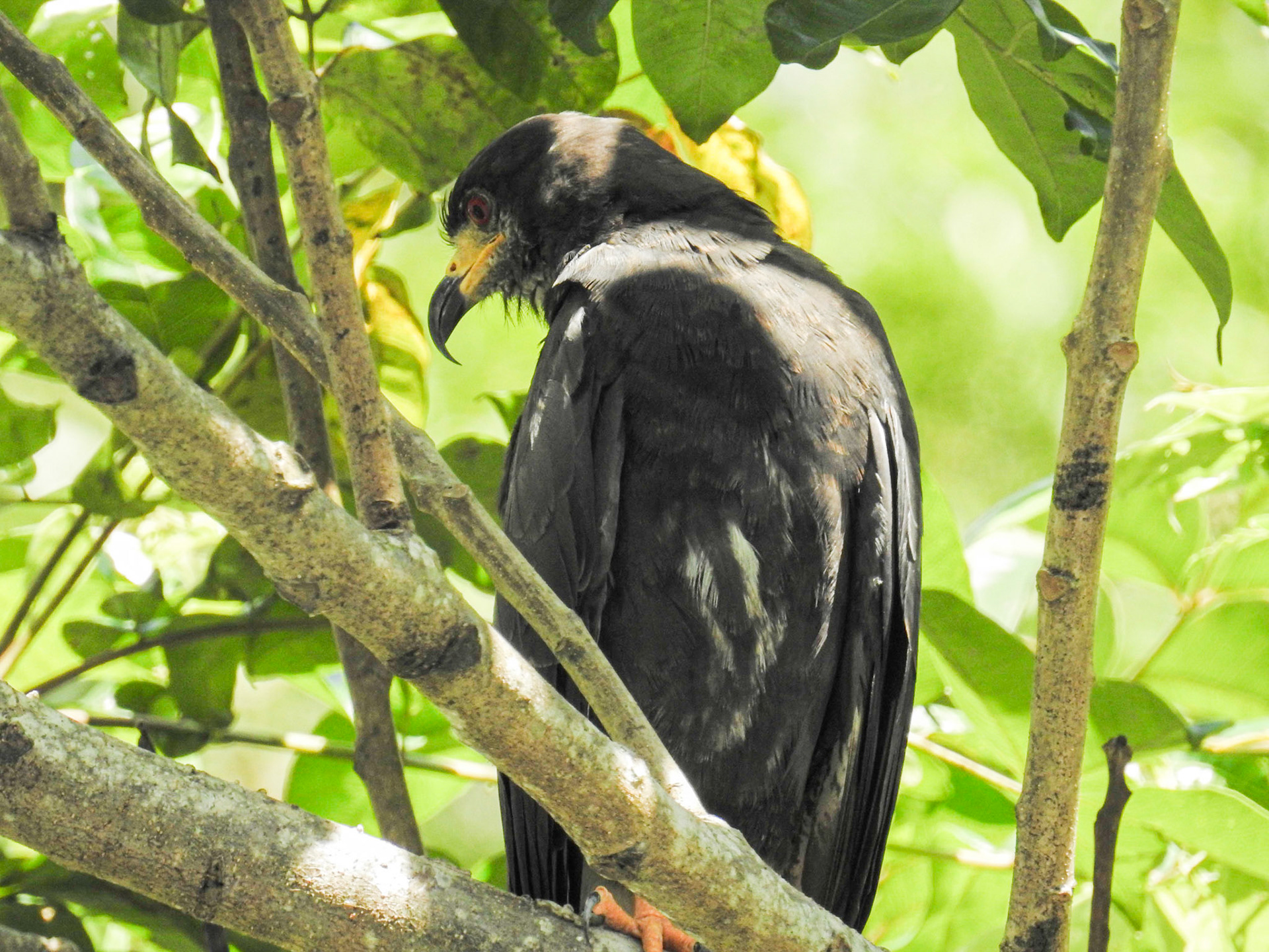 Snail Kite