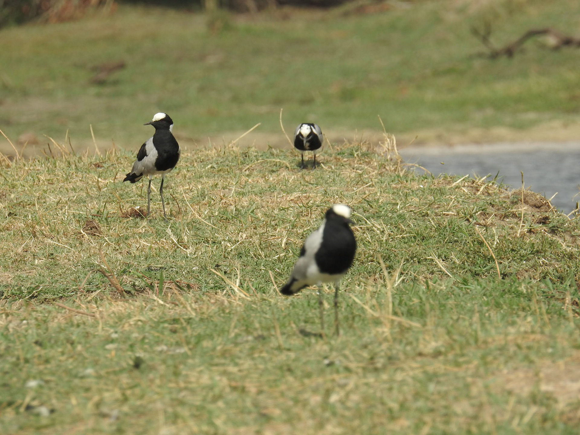 Blacksmith Lapwing