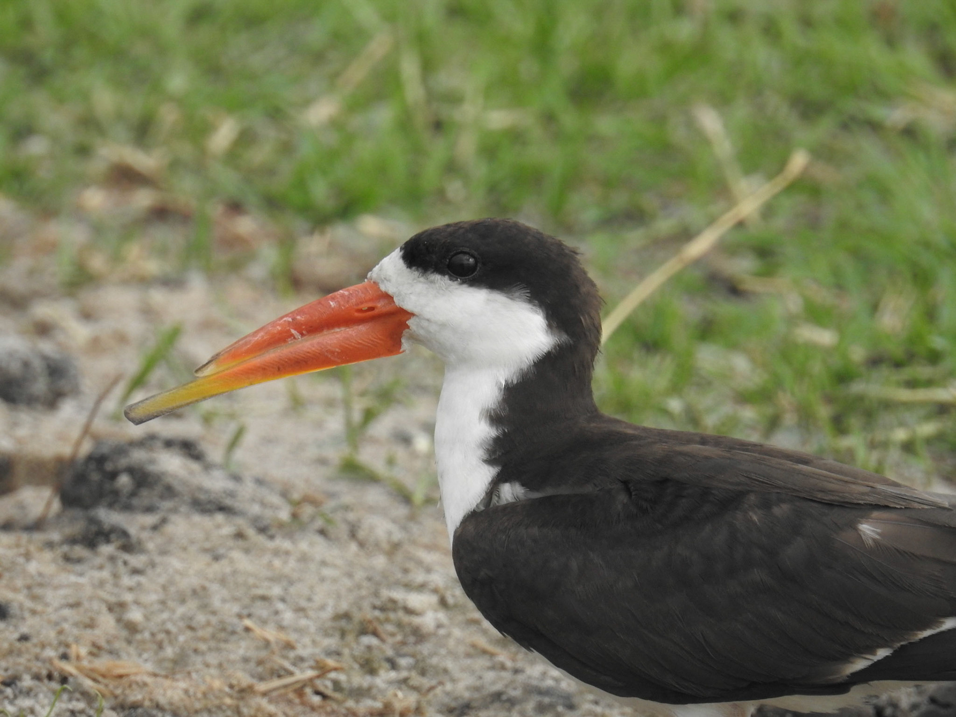 African Skimmer