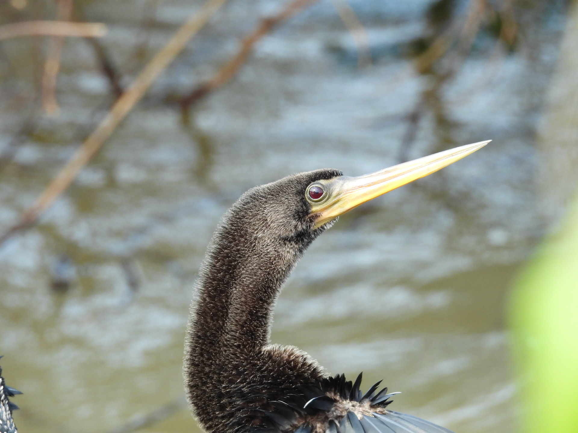 Anhinga