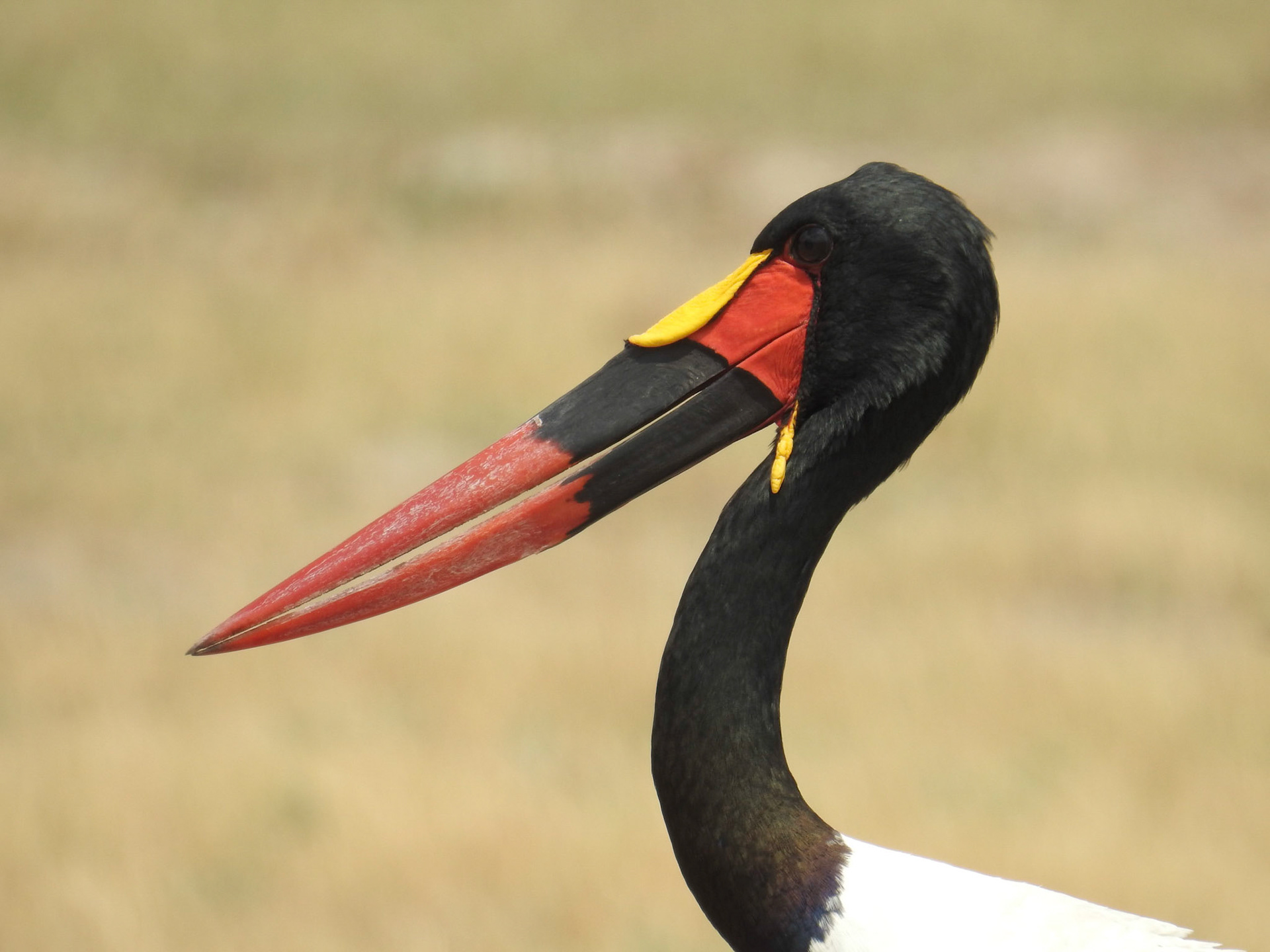 Saddle-Billed Stork