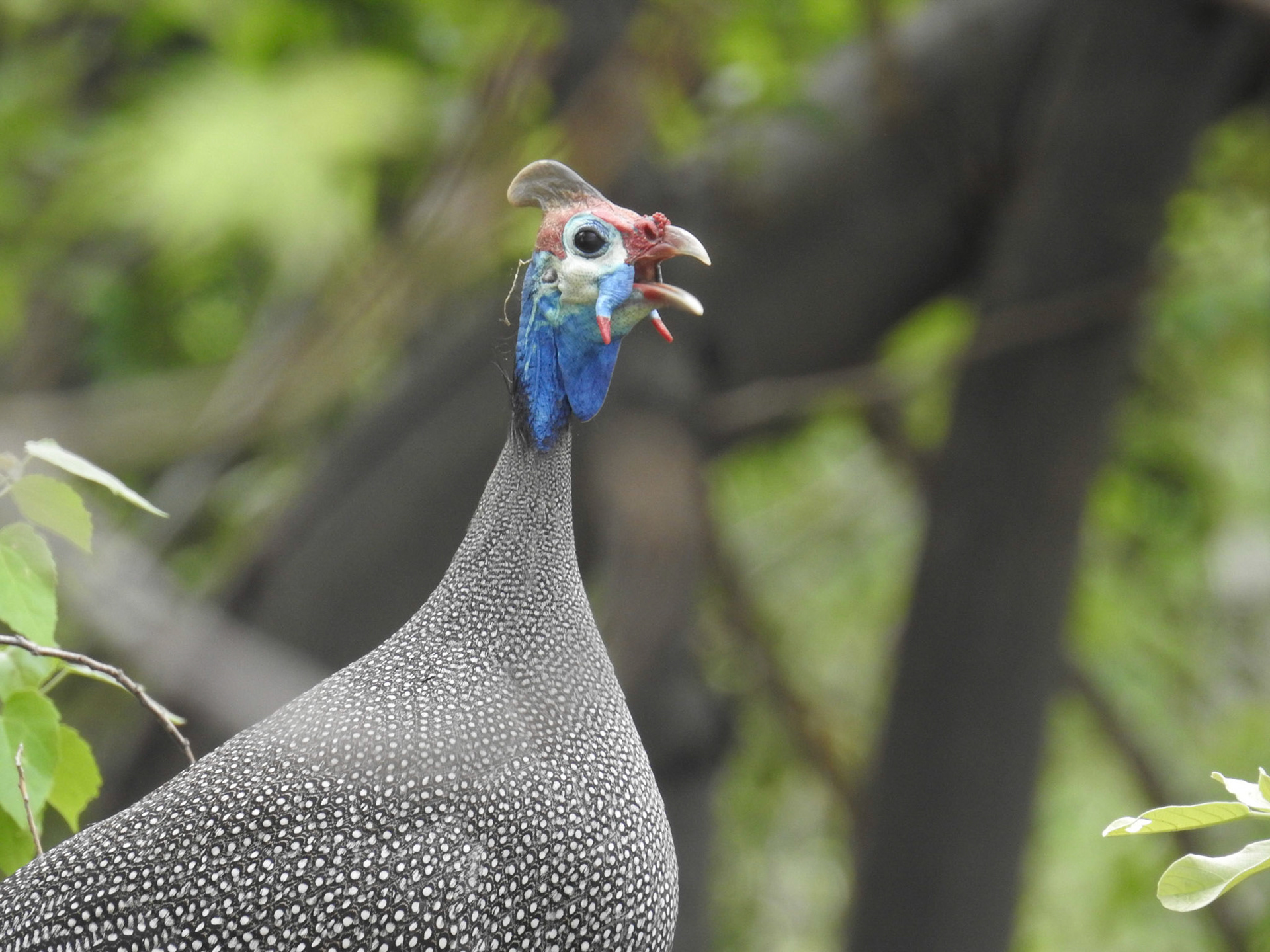 Helmeted Guineafowl