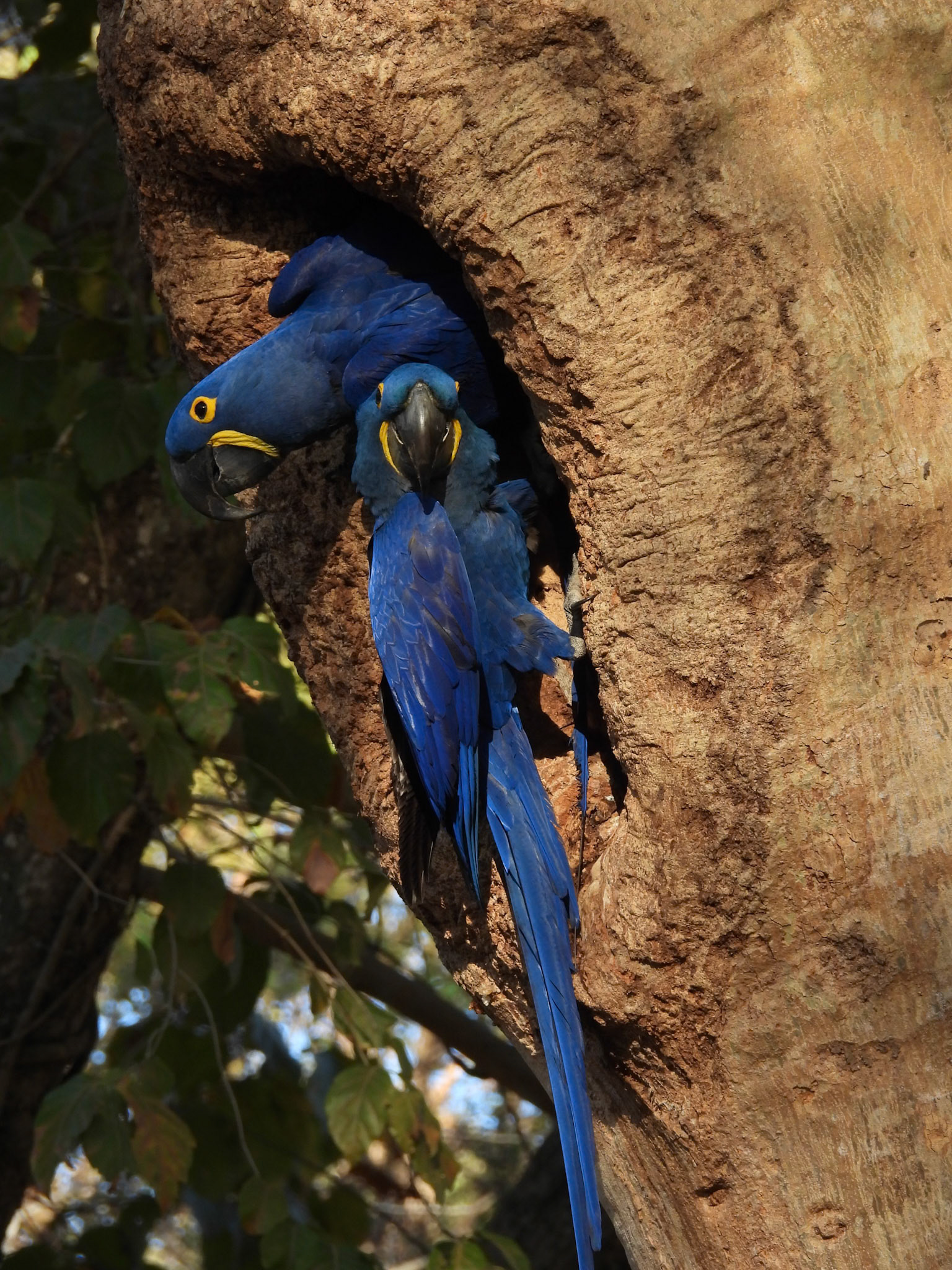 Hyacinth Macaw