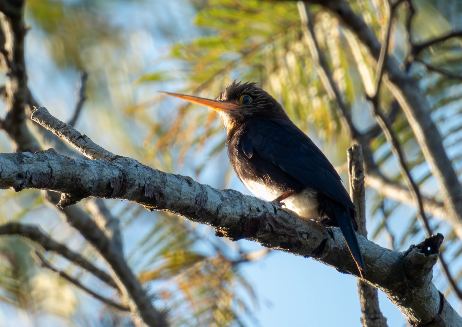Brown Jacamar