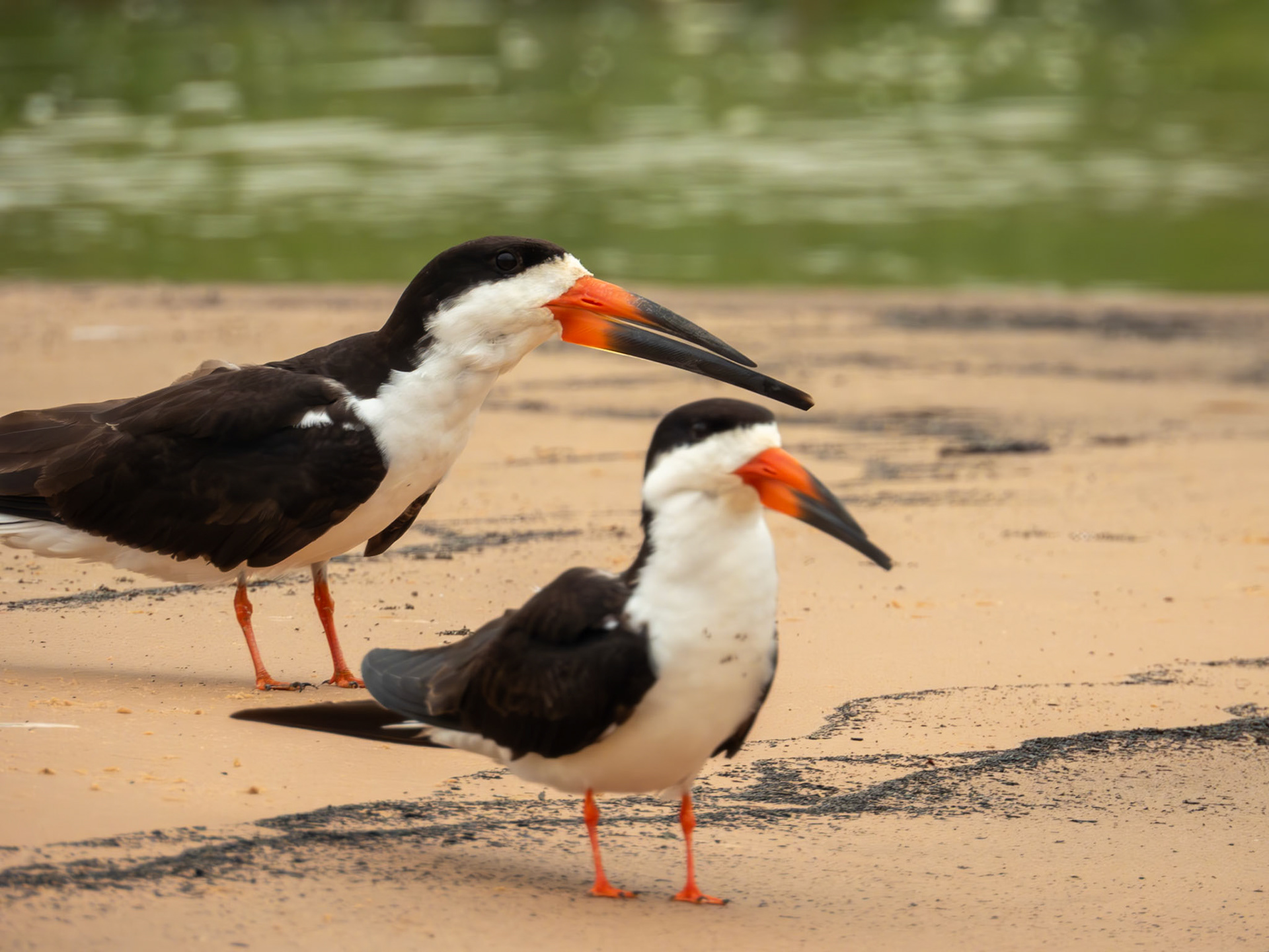 Black Skimmer